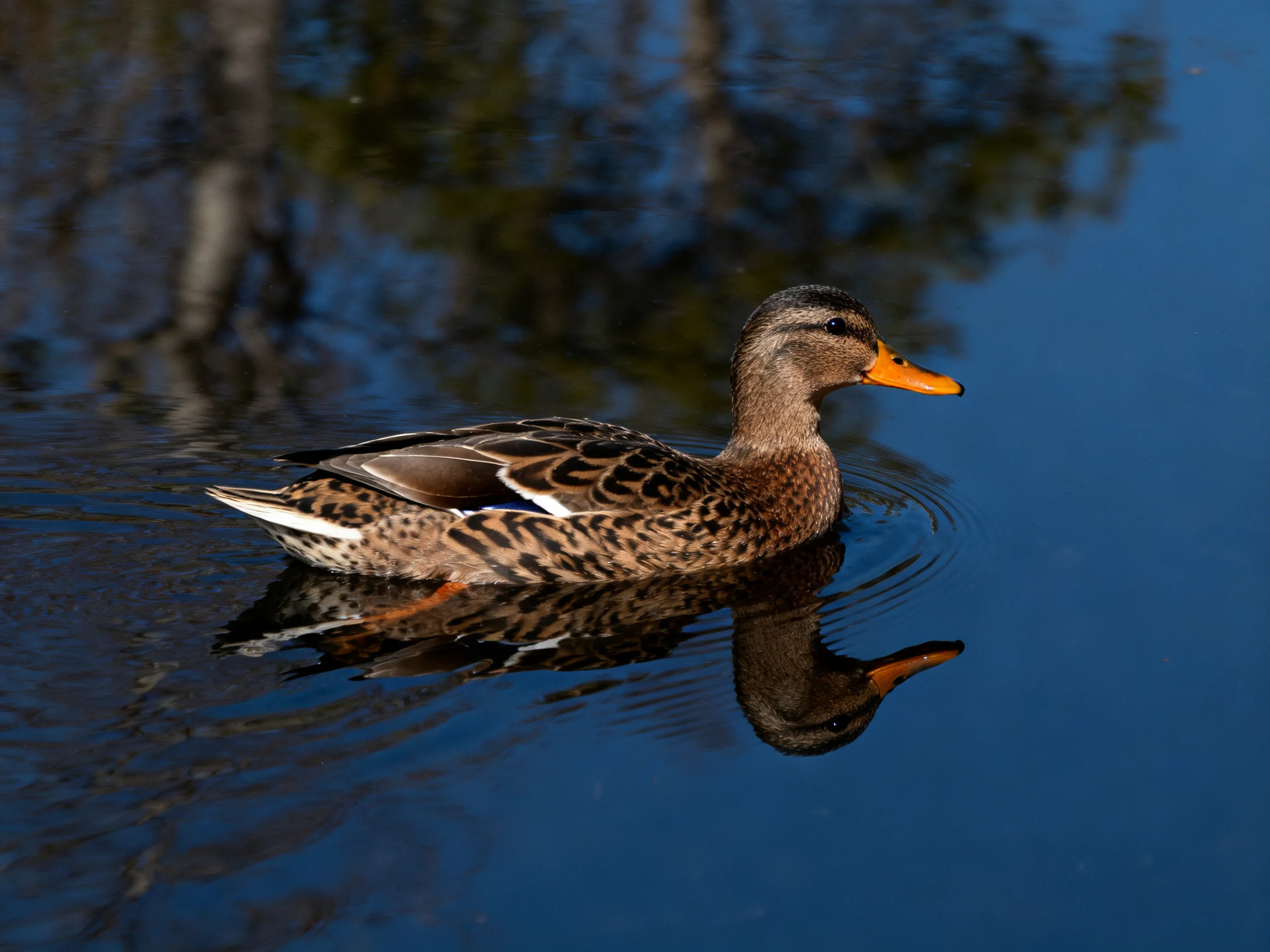 A duck with brown-speckled plumage swims in calm blue water