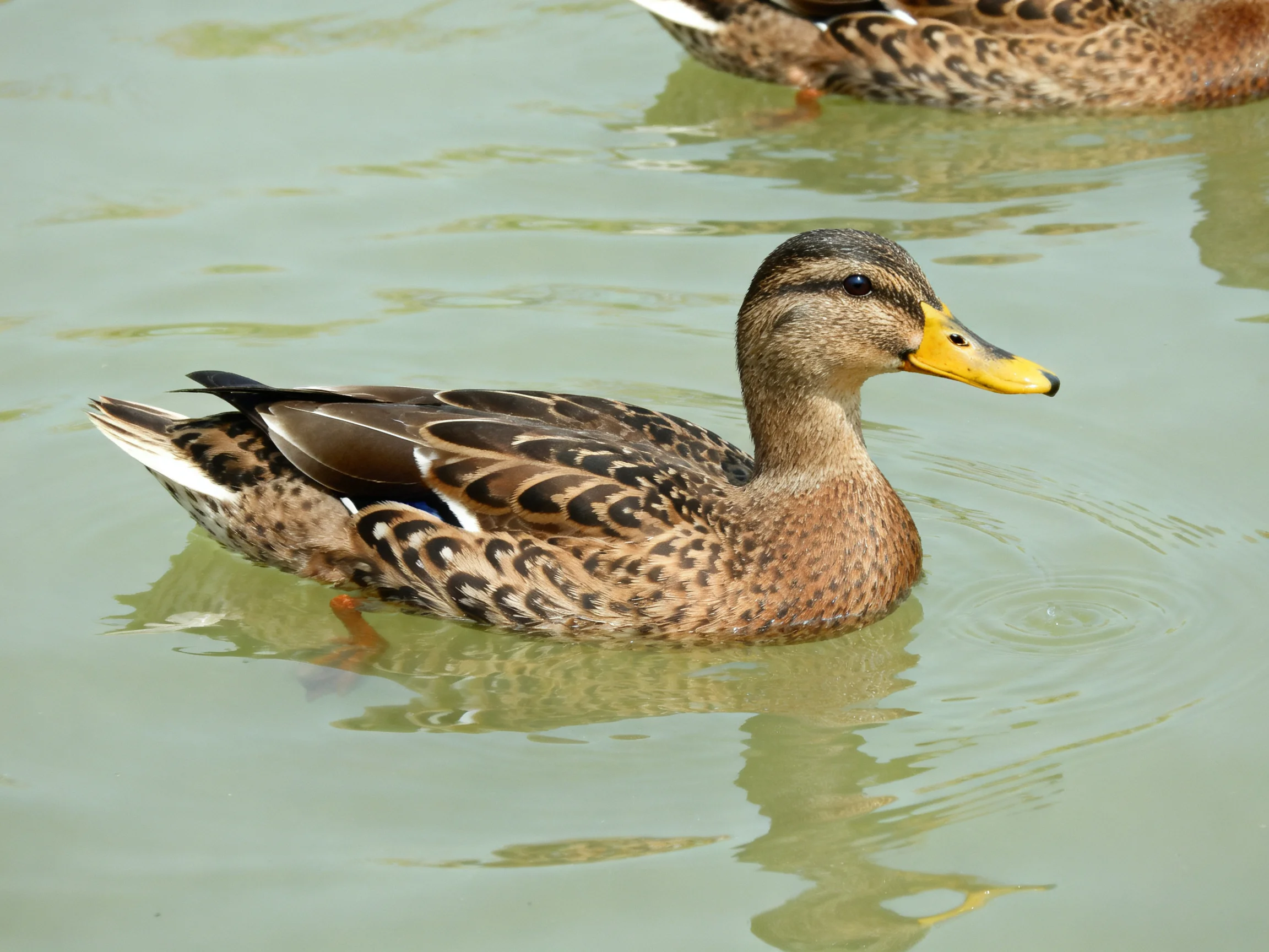 A duck with brown-speckled plumage swims in calm water near another duck