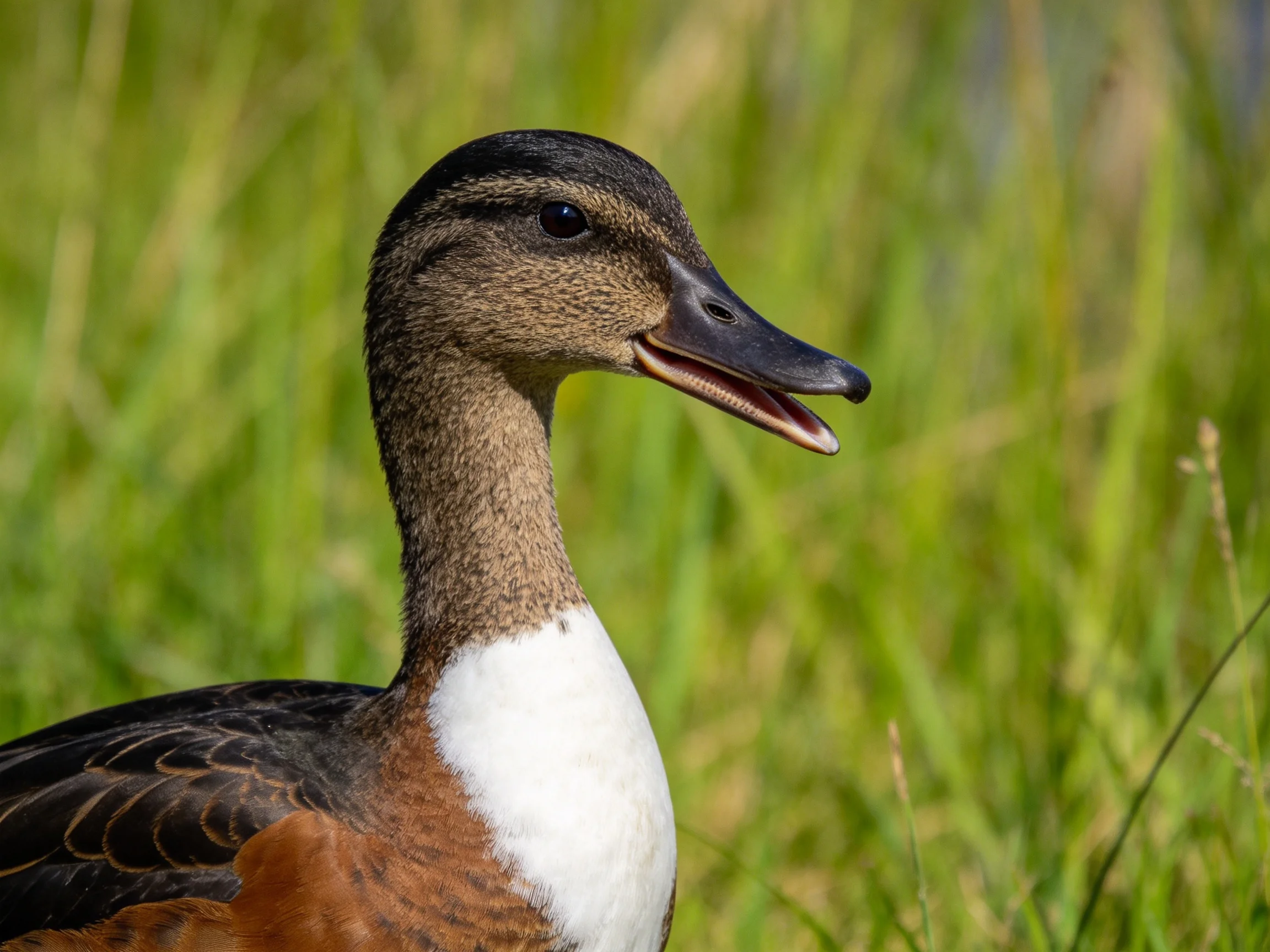 A duck with brown, white, and black plumage stands among tall green grass.