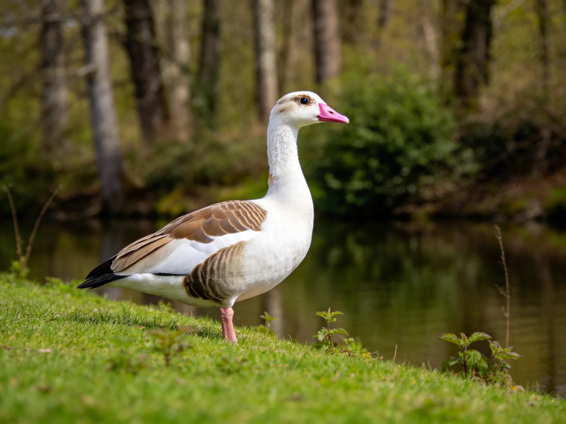 A duck with brown wings and white plumage by a forested waterway