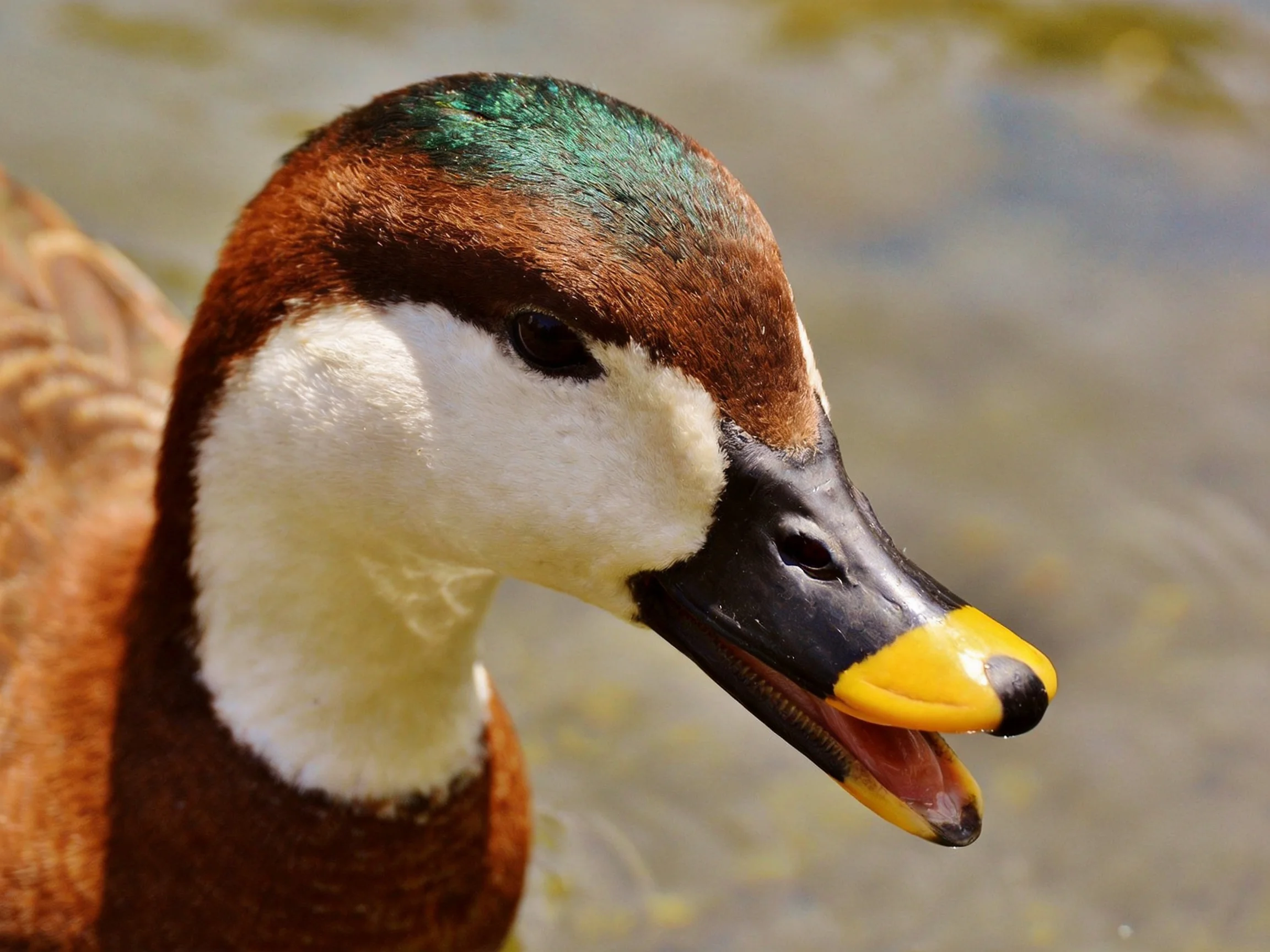 A duck with iridescent green head, brown body, and yellow-tipped beak