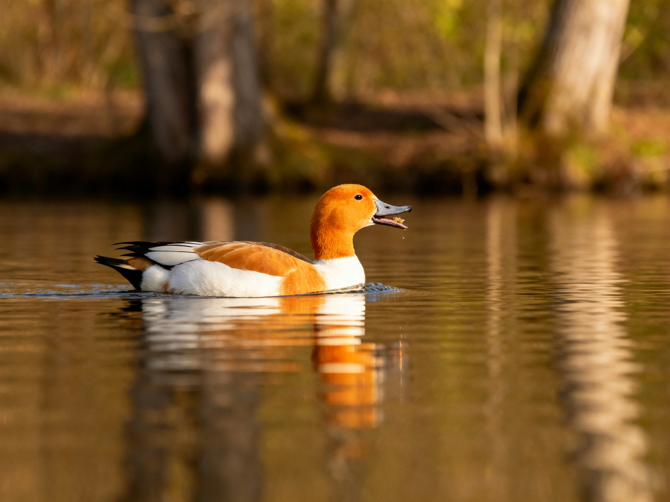 A duck with orange head swims in golden water near forested shore
