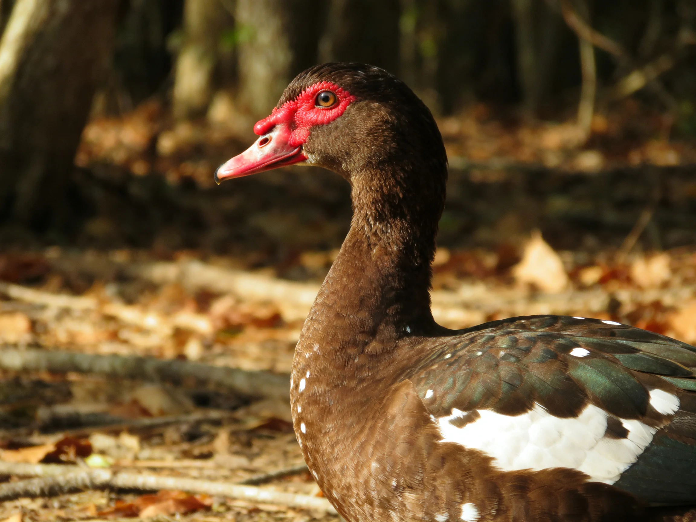 A duck with red face, brown plumage, and white wing patches in a wooded area