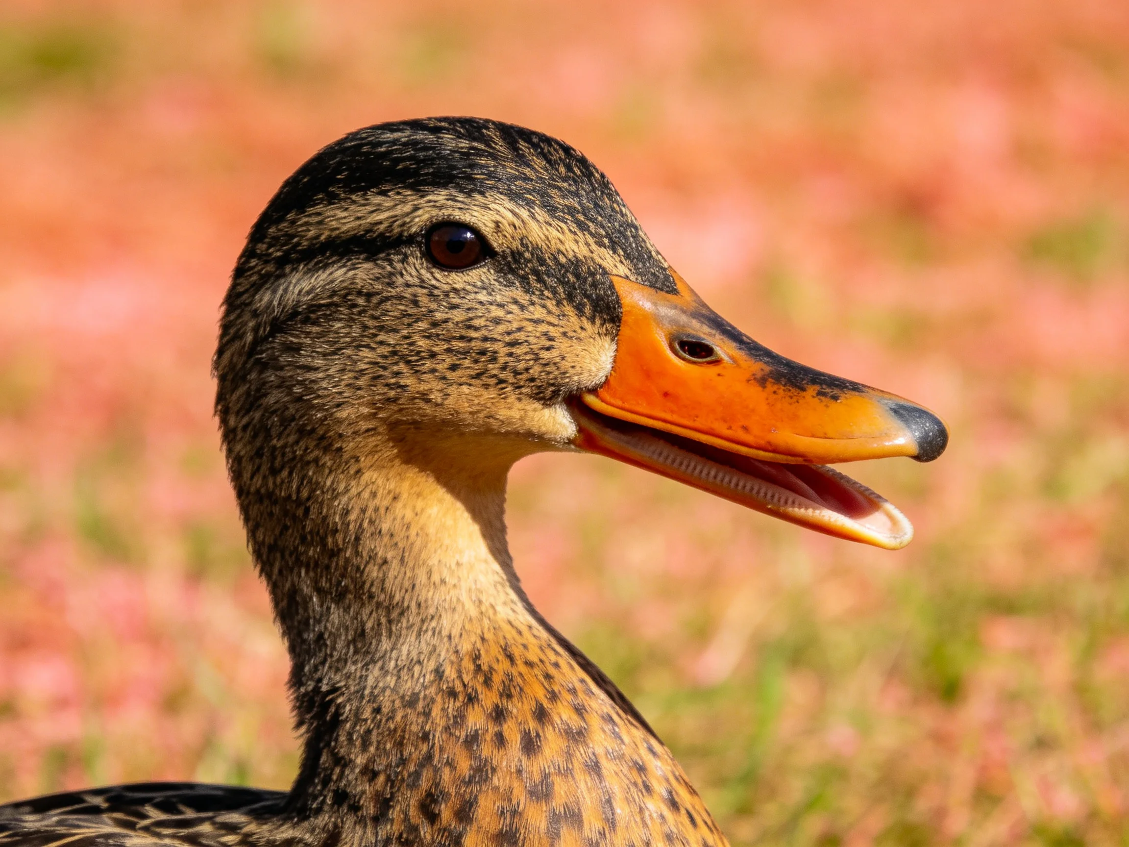A duck with vibrant orange beak and patterned feathers
