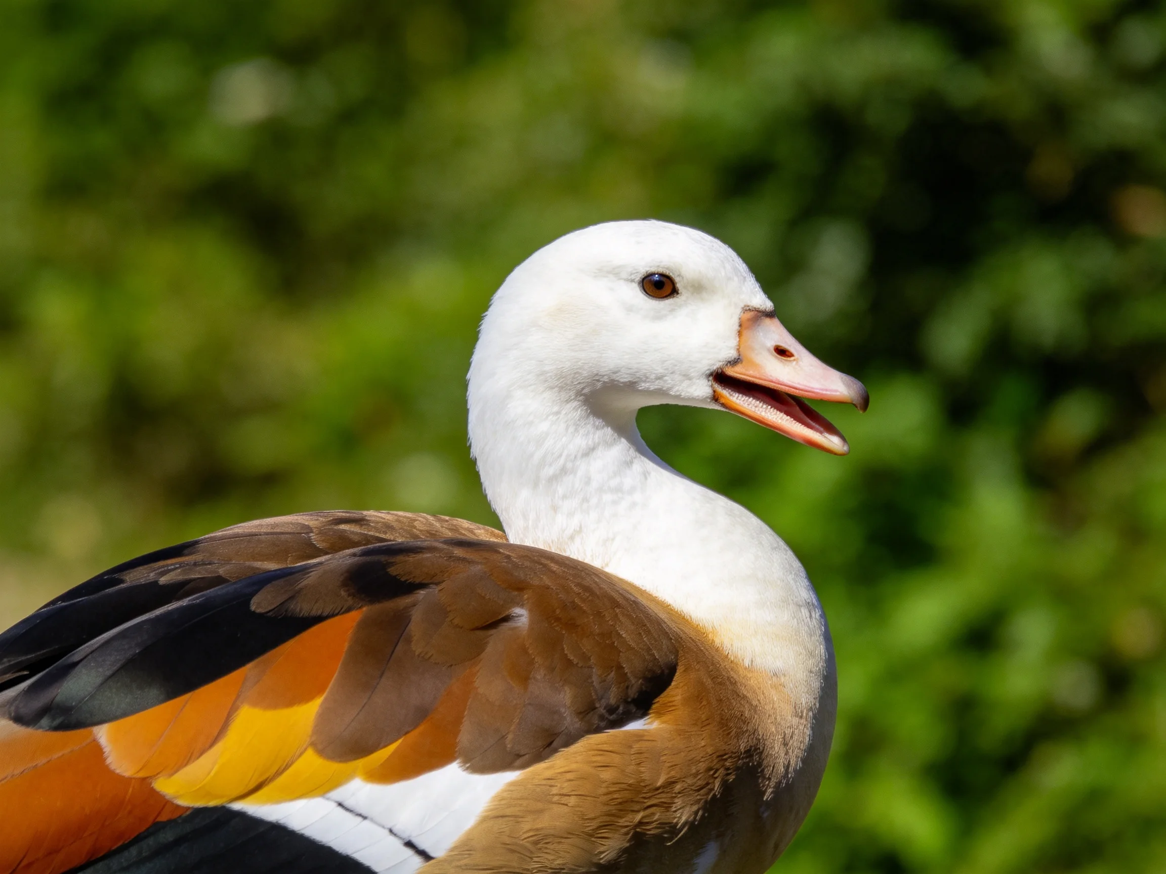 A duck with white head, brown-orange wings, set against green foliage