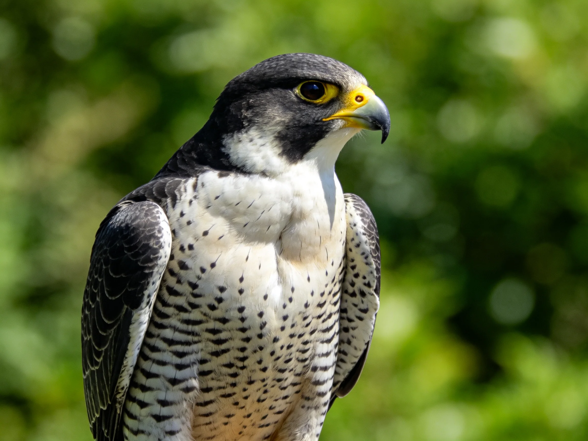 A falcon with black, white, and yellow plumage
