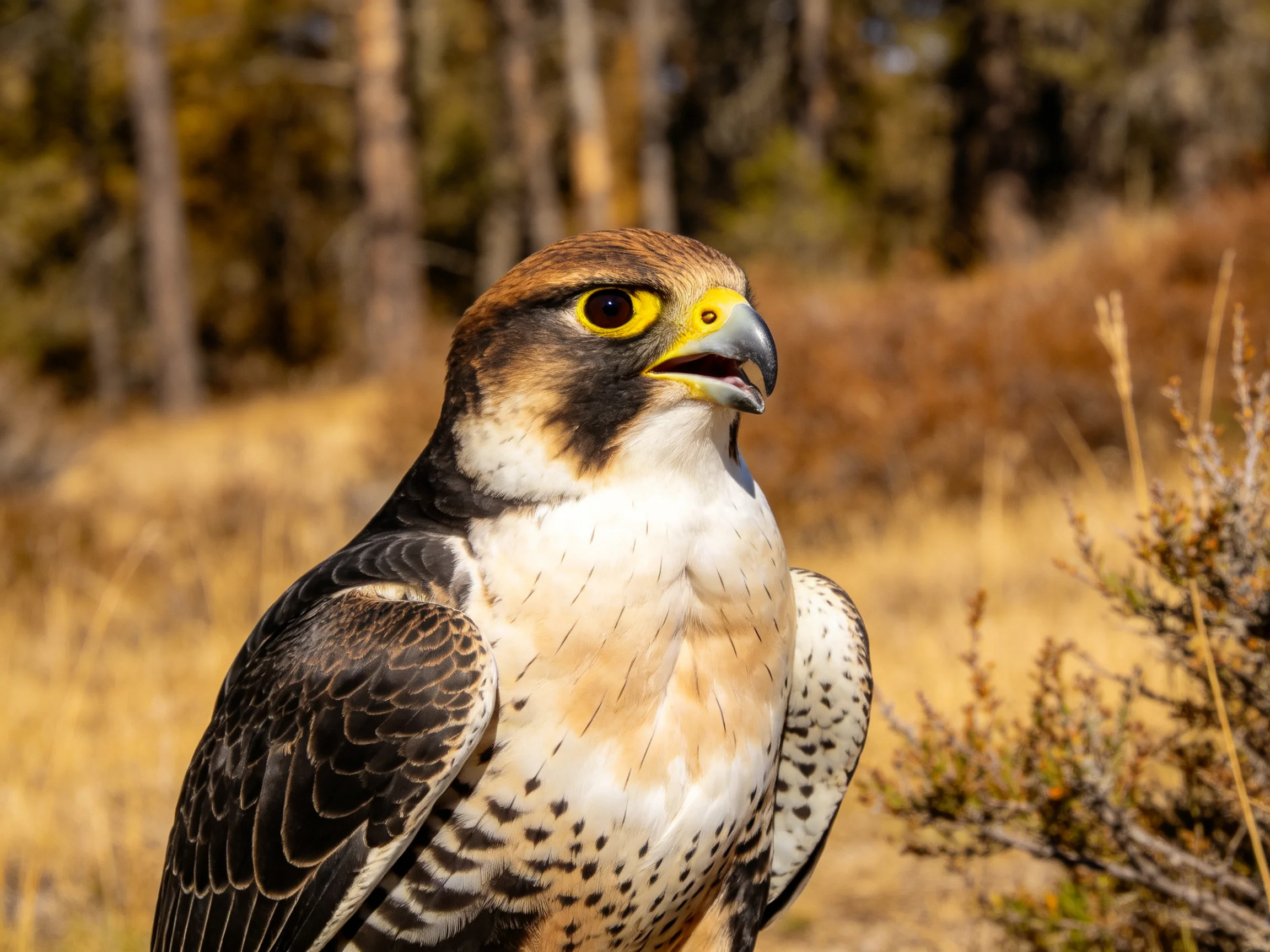 A falcon with brown, white, and black feathers in a wooded area