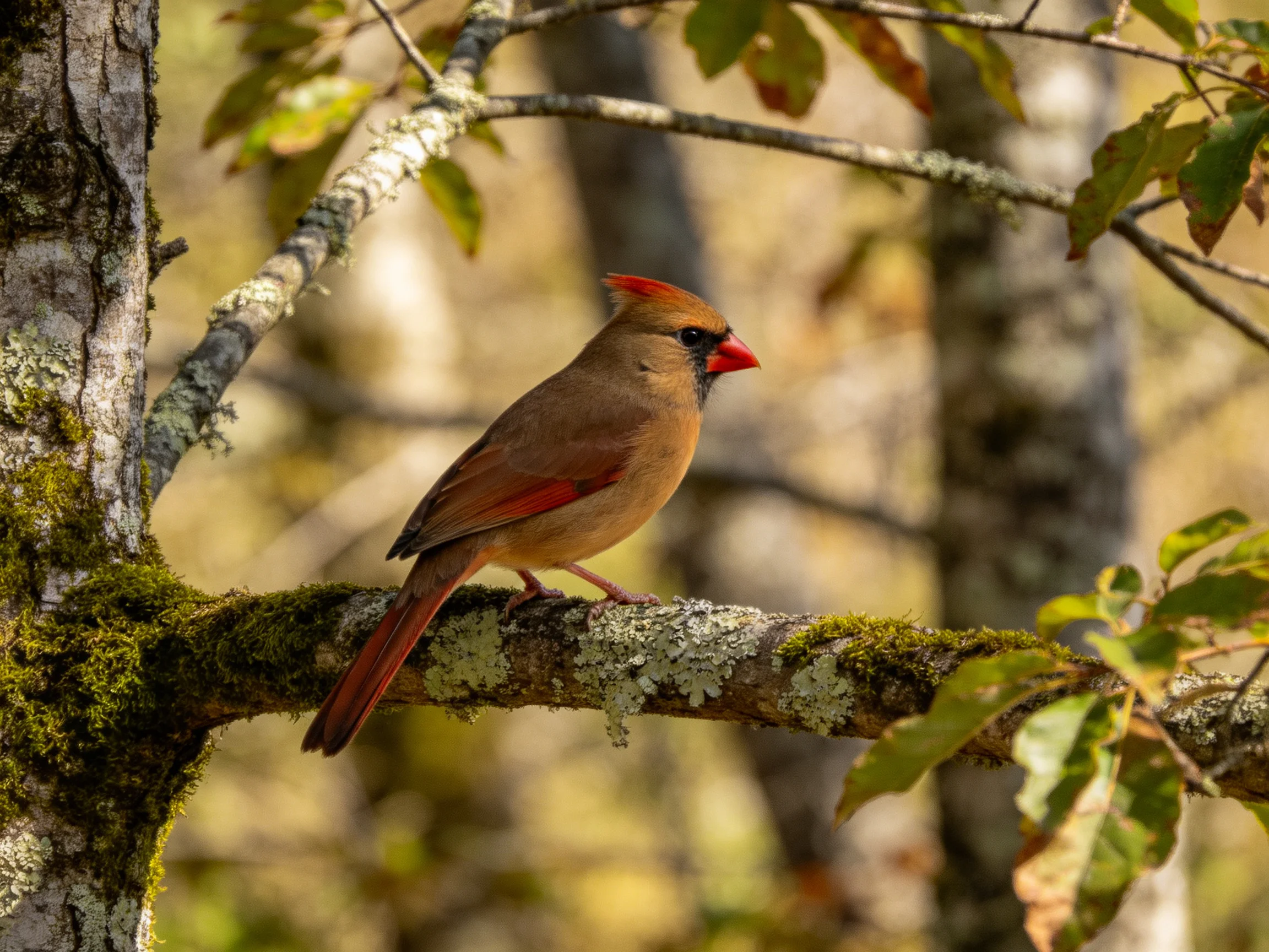 A female cardinal perches on a lichen-covered tree branch in a sunlit forest