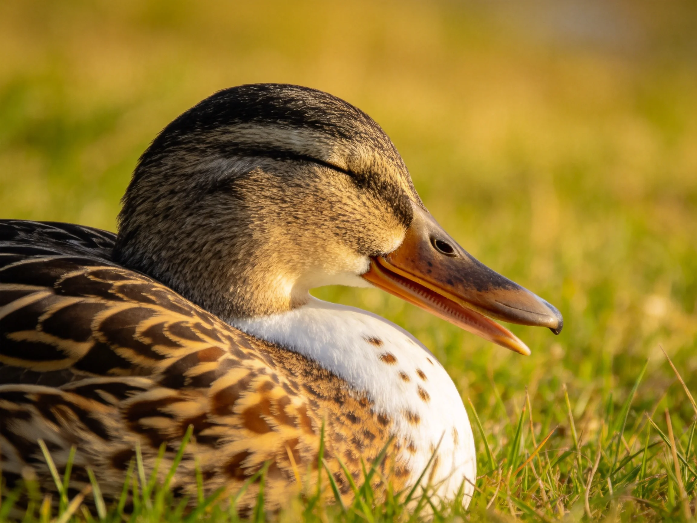 A female mallard resting in sunlit green grass withintricate feather patterns