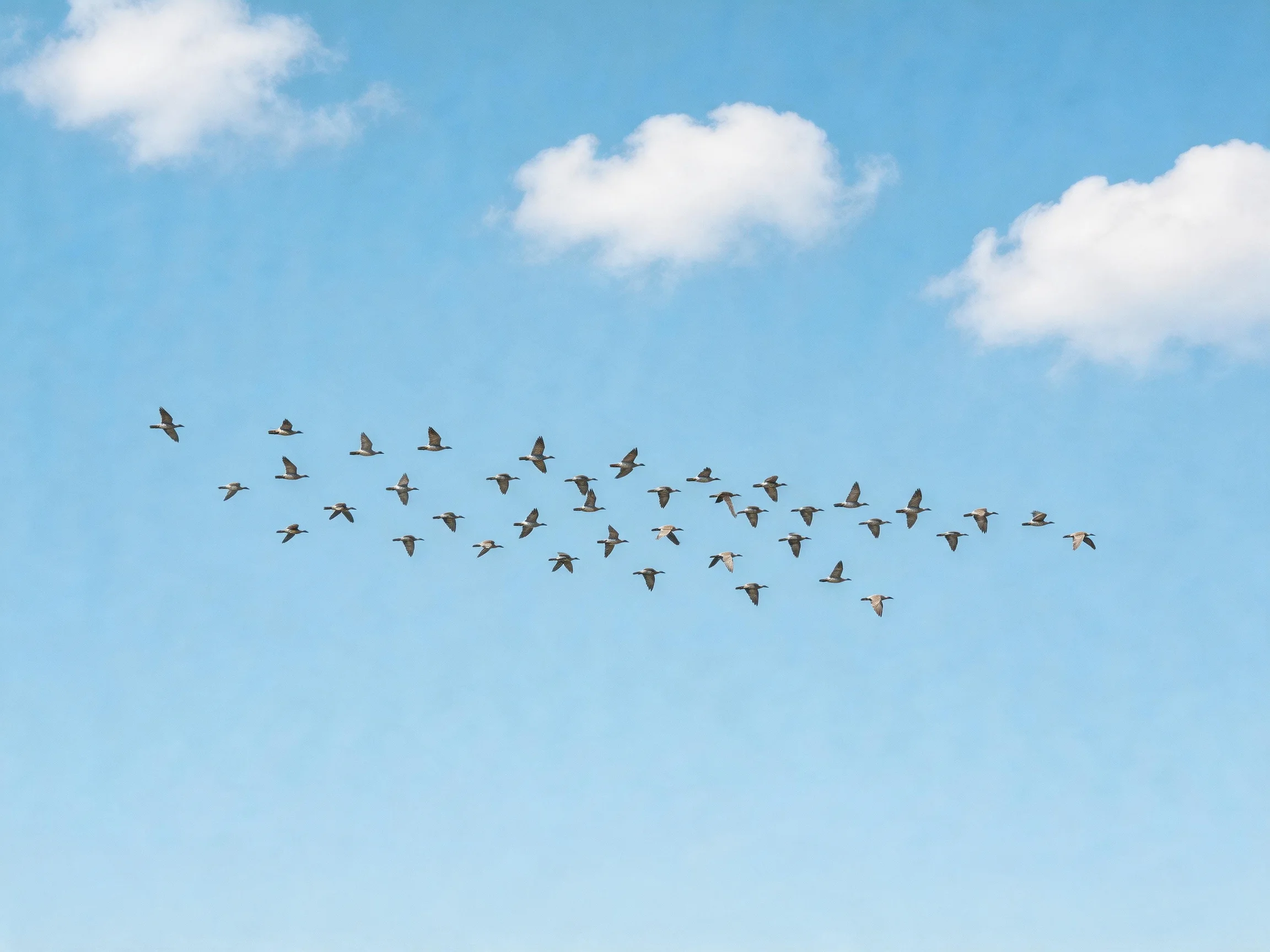 A flock of birds flies in formation across a bright blue sky with scattered clouds