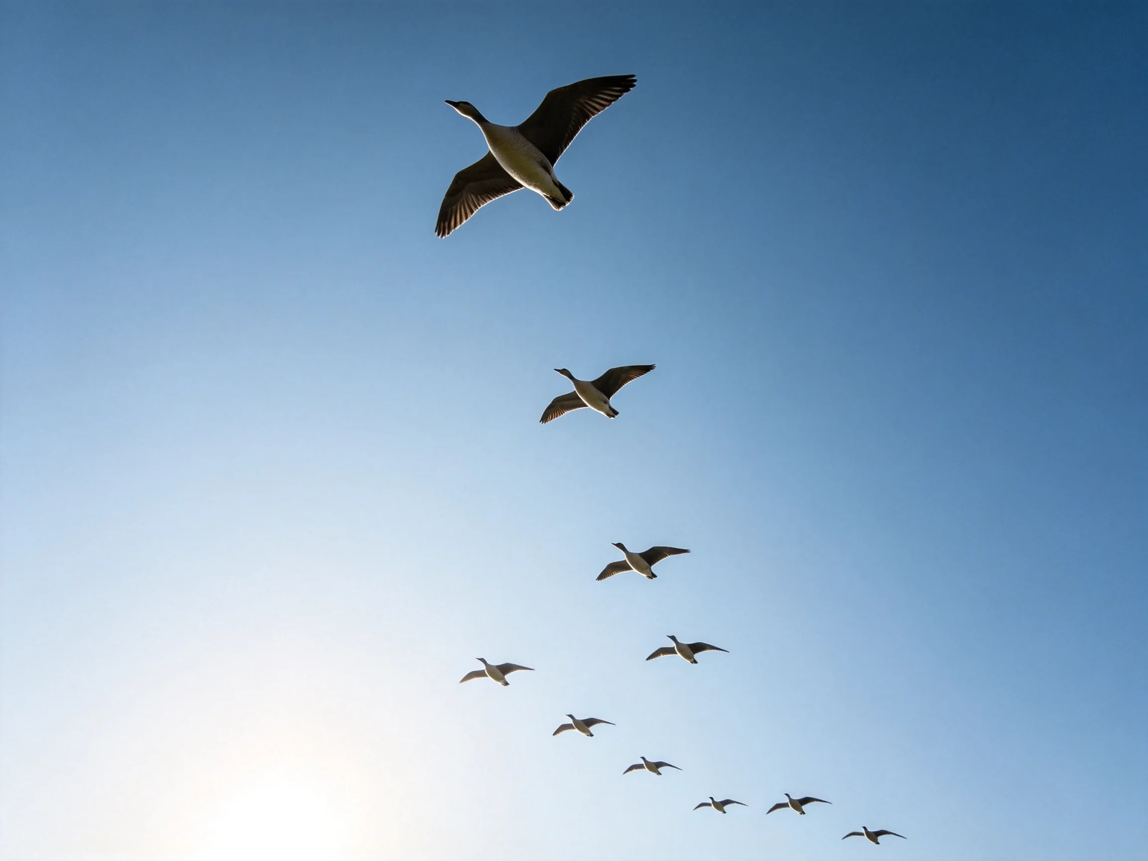 A flock of birds flying in formation against a clear blue sky