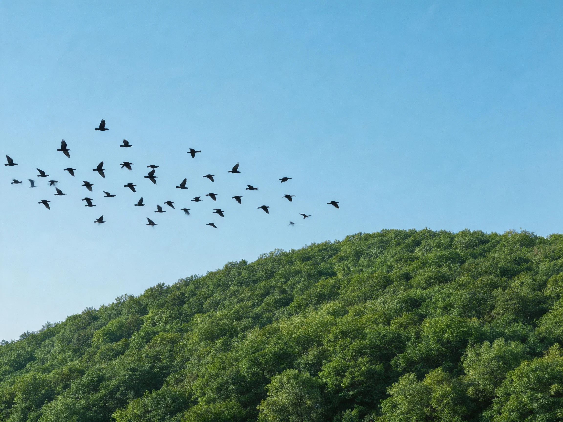 A flock of dark birds flies over lush green hills under clear blue sky
