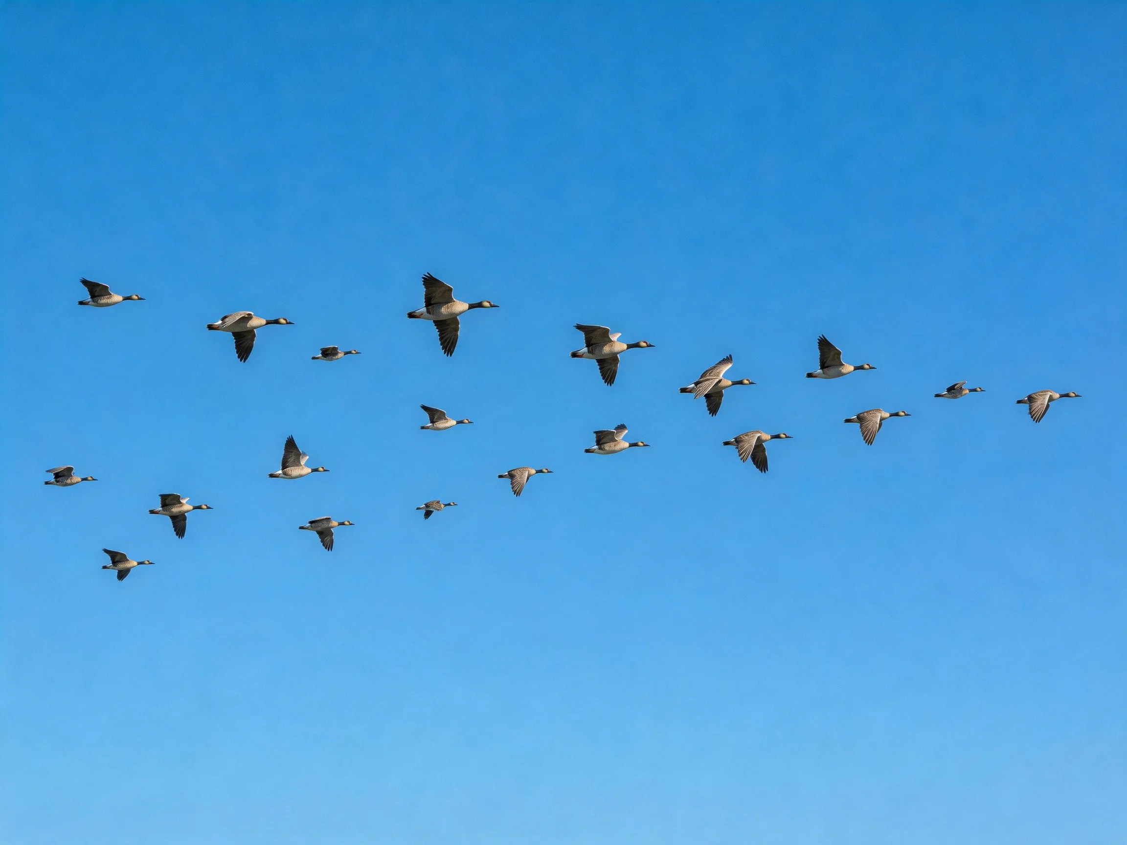 A flock of geese flying in formation against clear blue sky