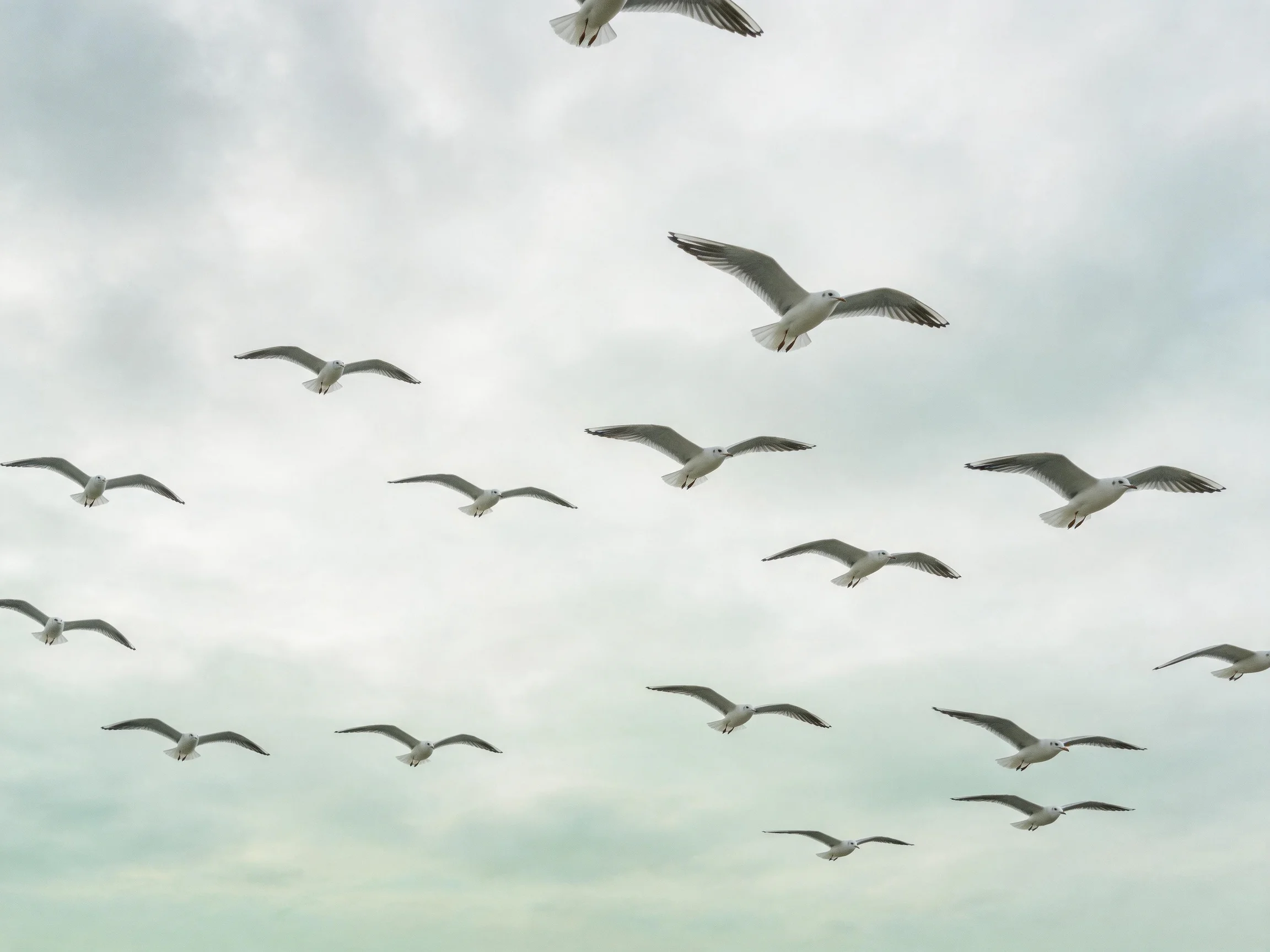 A flock of seagulls soaring in a gray, overcast sky