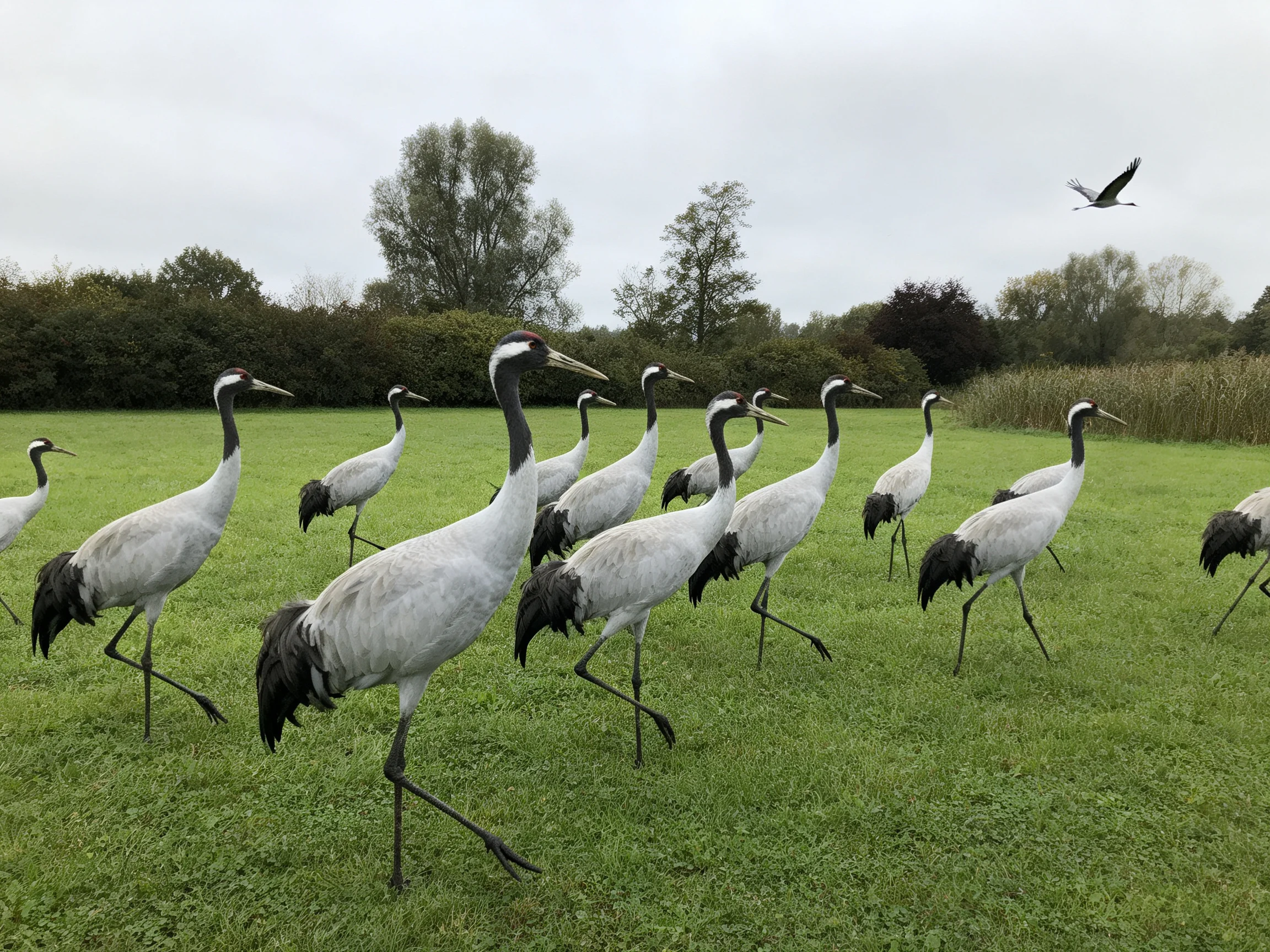 A flock of twelve gray and black cranes walks through a green meadow