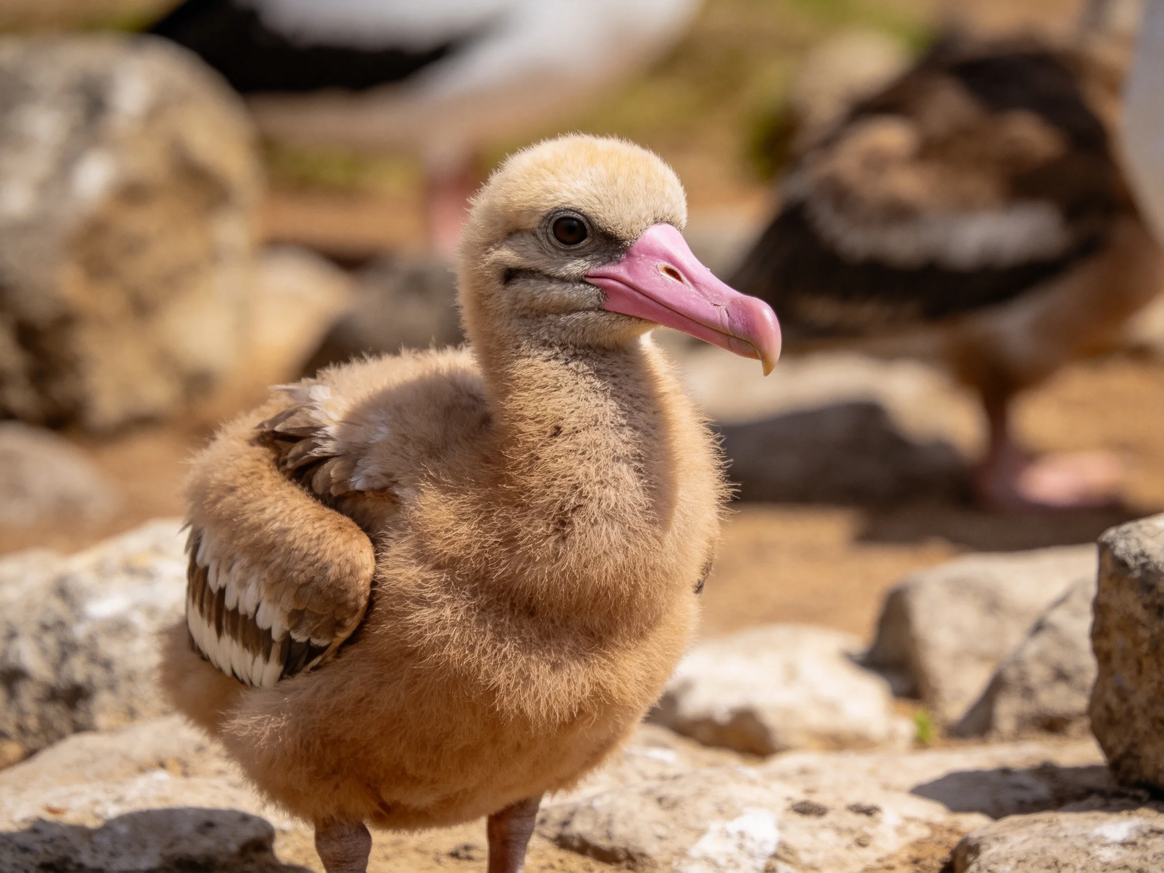 A fluffy brown chick with a pink beak among rocky surroundings