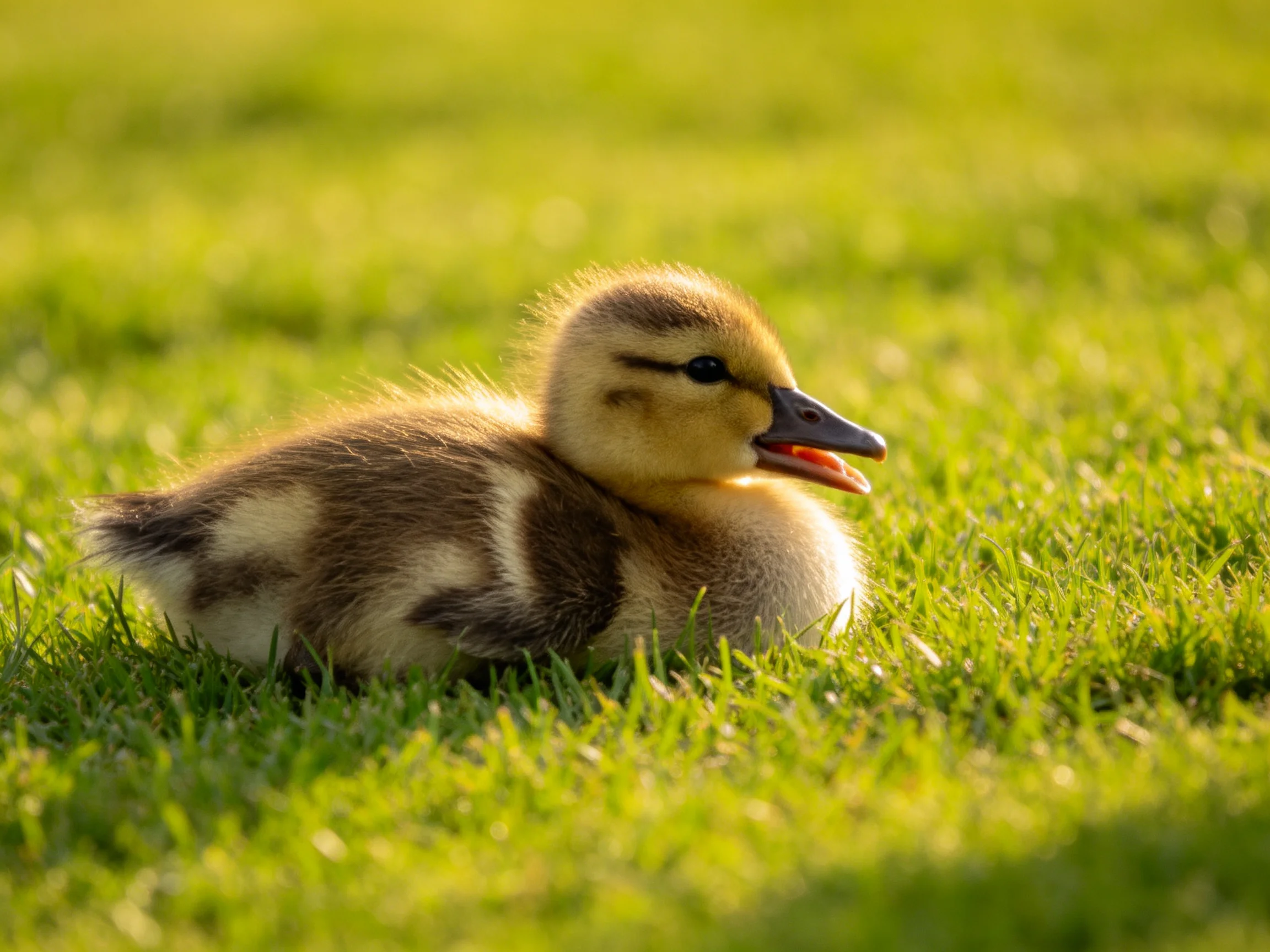 A fluffy brown duckling resting on lush green grass