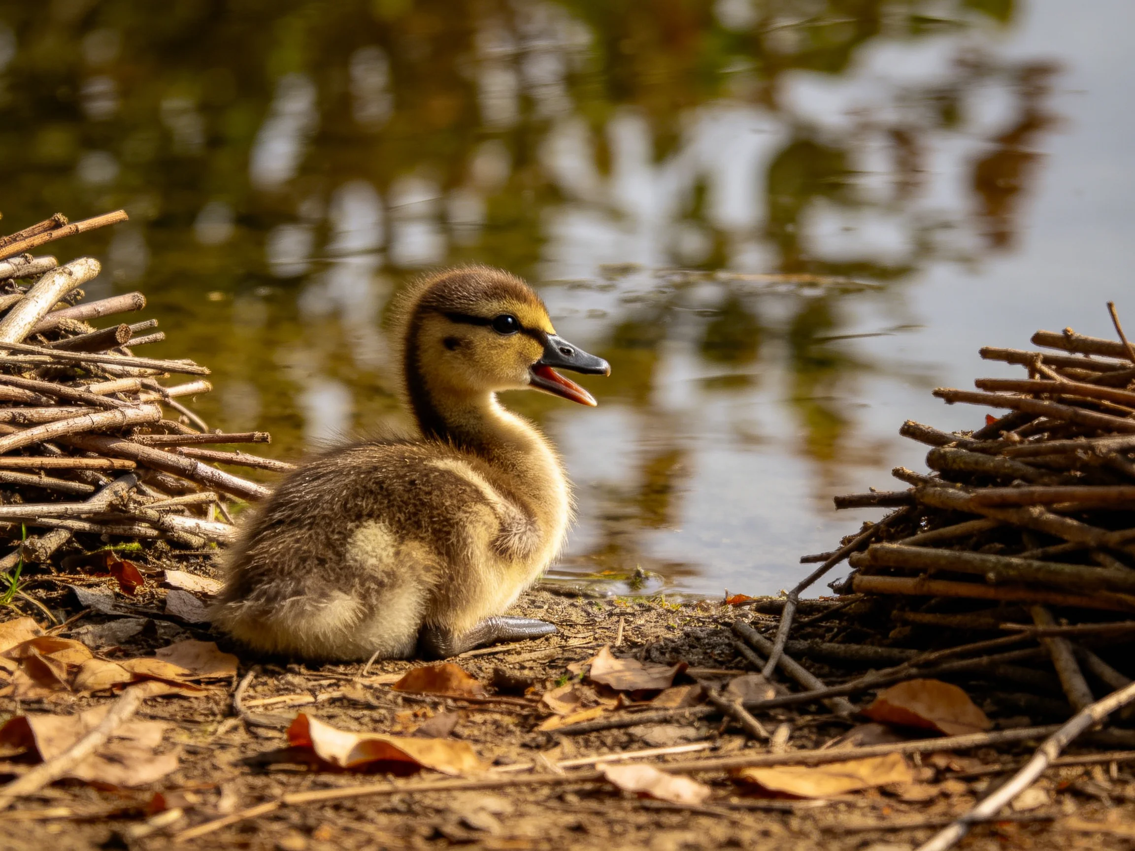 A fluffy brown duckling rests beside stacked twigs near calm water
