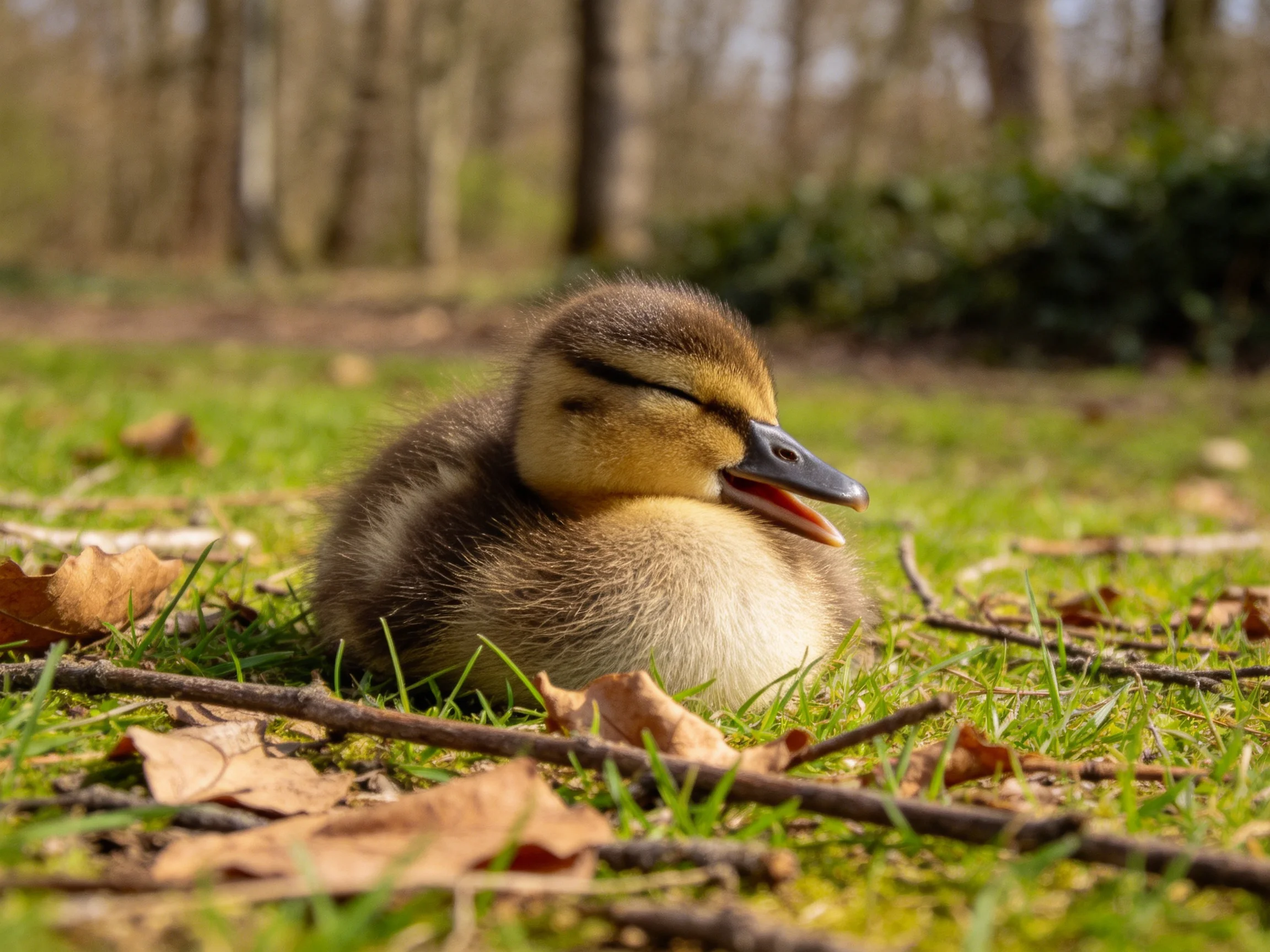 A fluffy brown duckling rests on green grass with scattered leaves