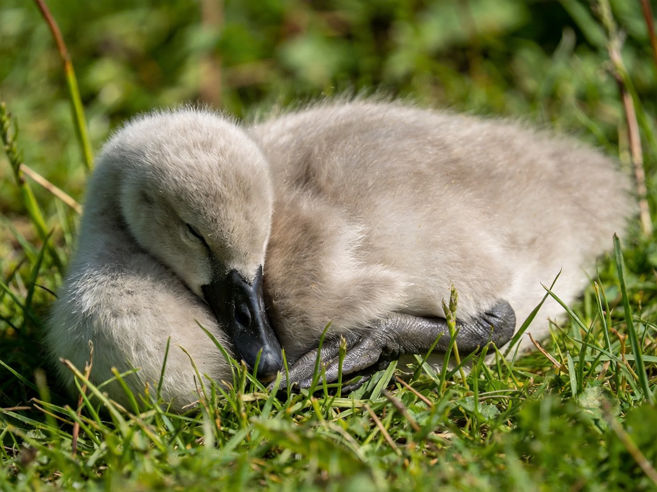 A fluffy gray cygnet resting on lush green grass