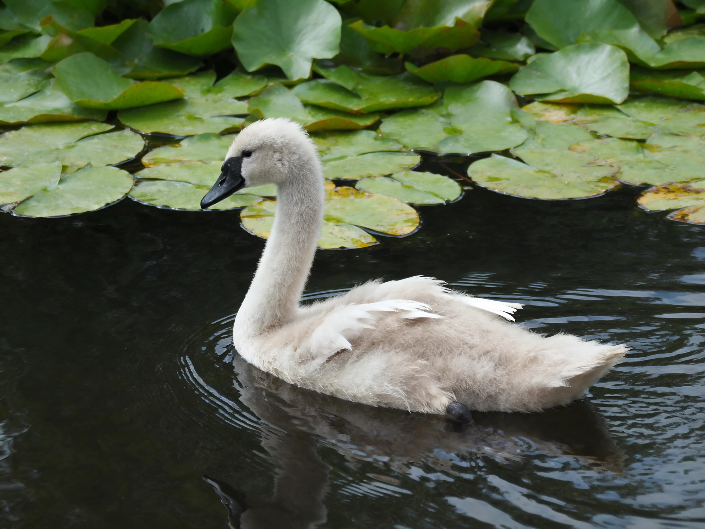A fluffy gray cygnet swims among green lily pads