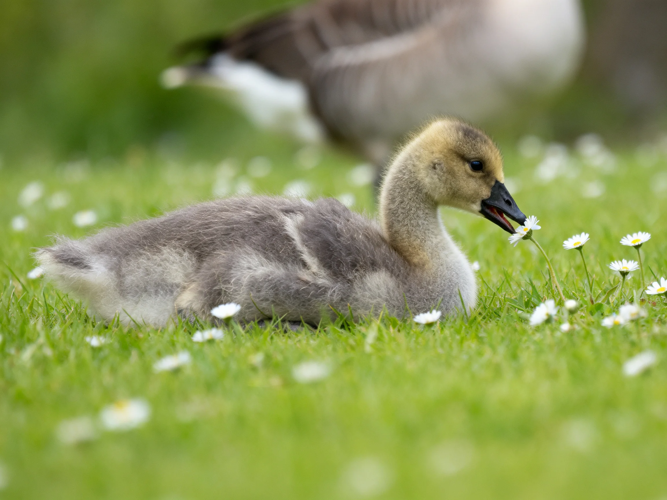 A fluffy gray gosling nibbles white flowers on green grass