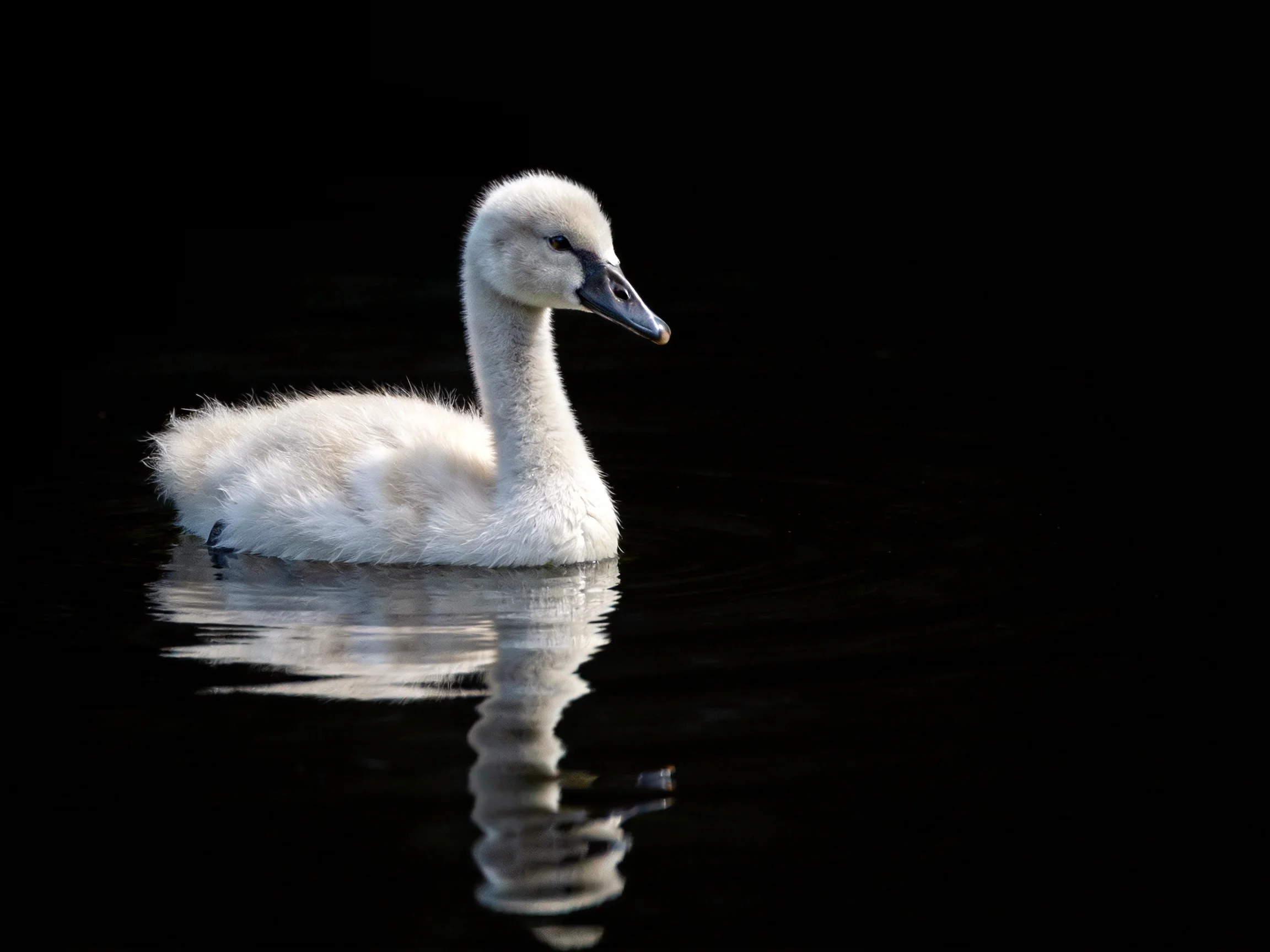 A fluffy white baby swan floats on dark water with a visible reflection
