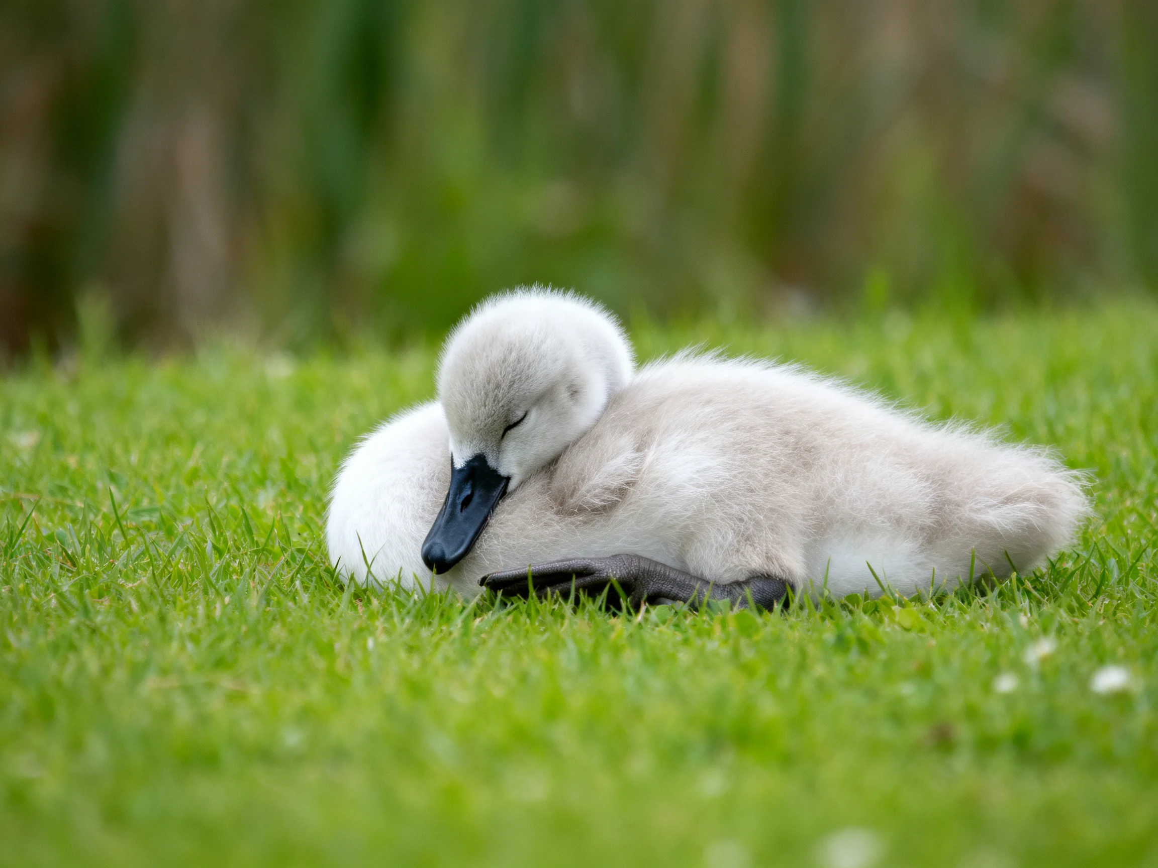 A fluffy white cygnet resting on lush green grass
