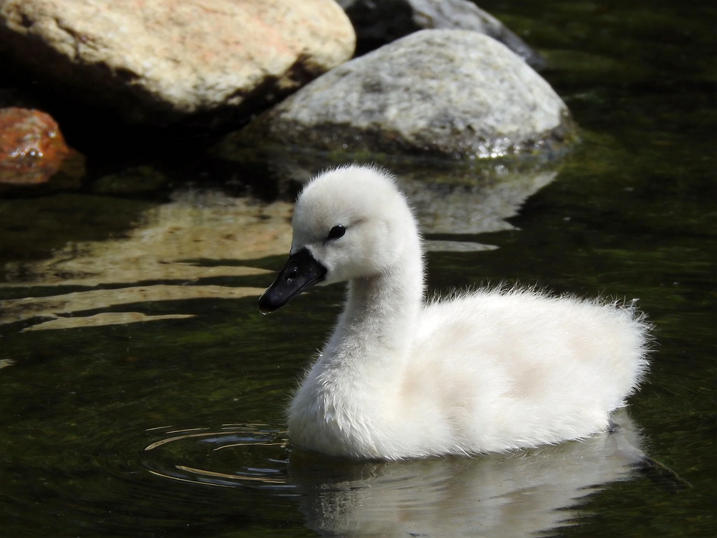 A fluffy white cygnet swims near large gray and brown rocks