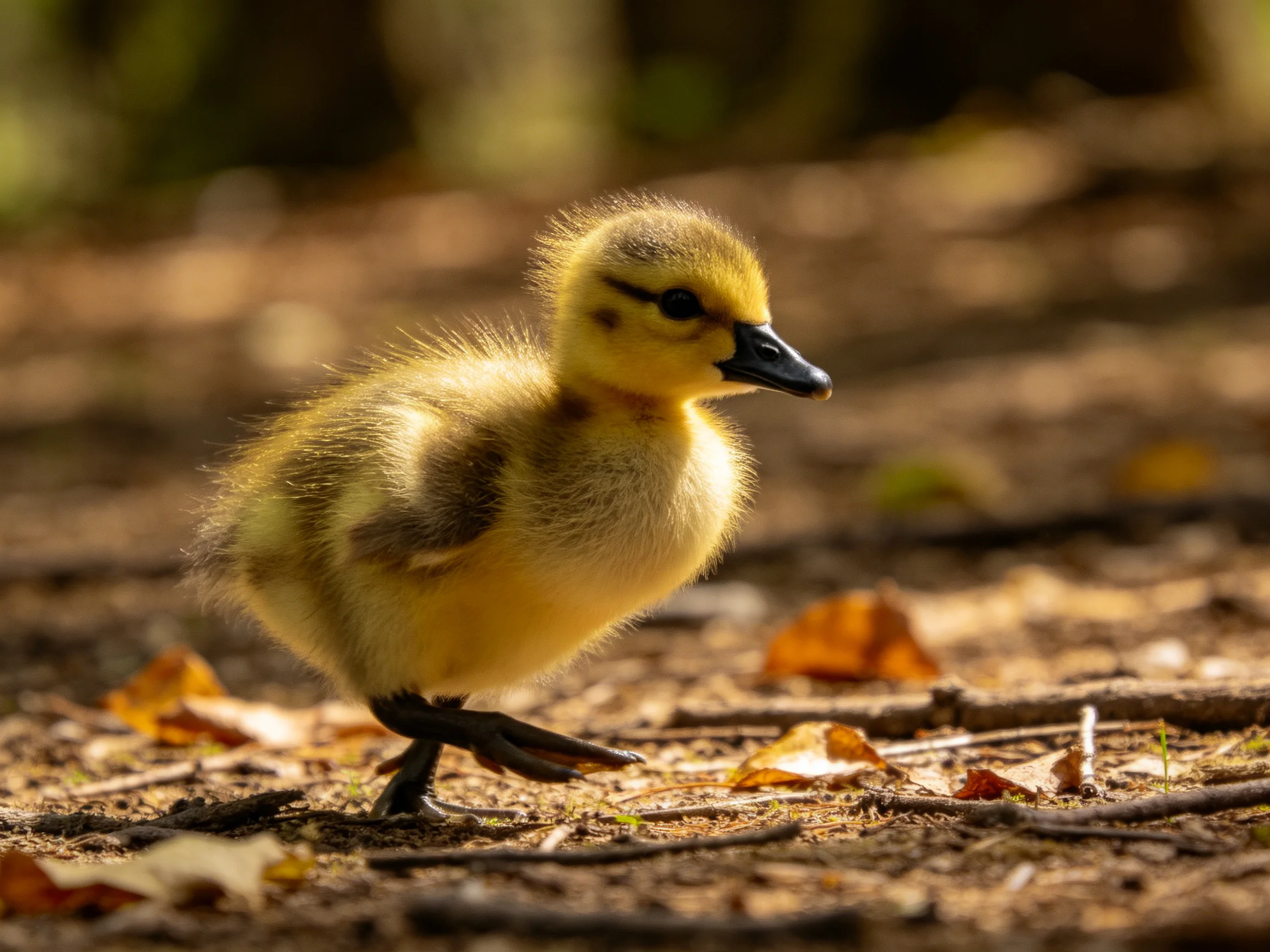 A fluffy yellow duckling exploring fallen leaves