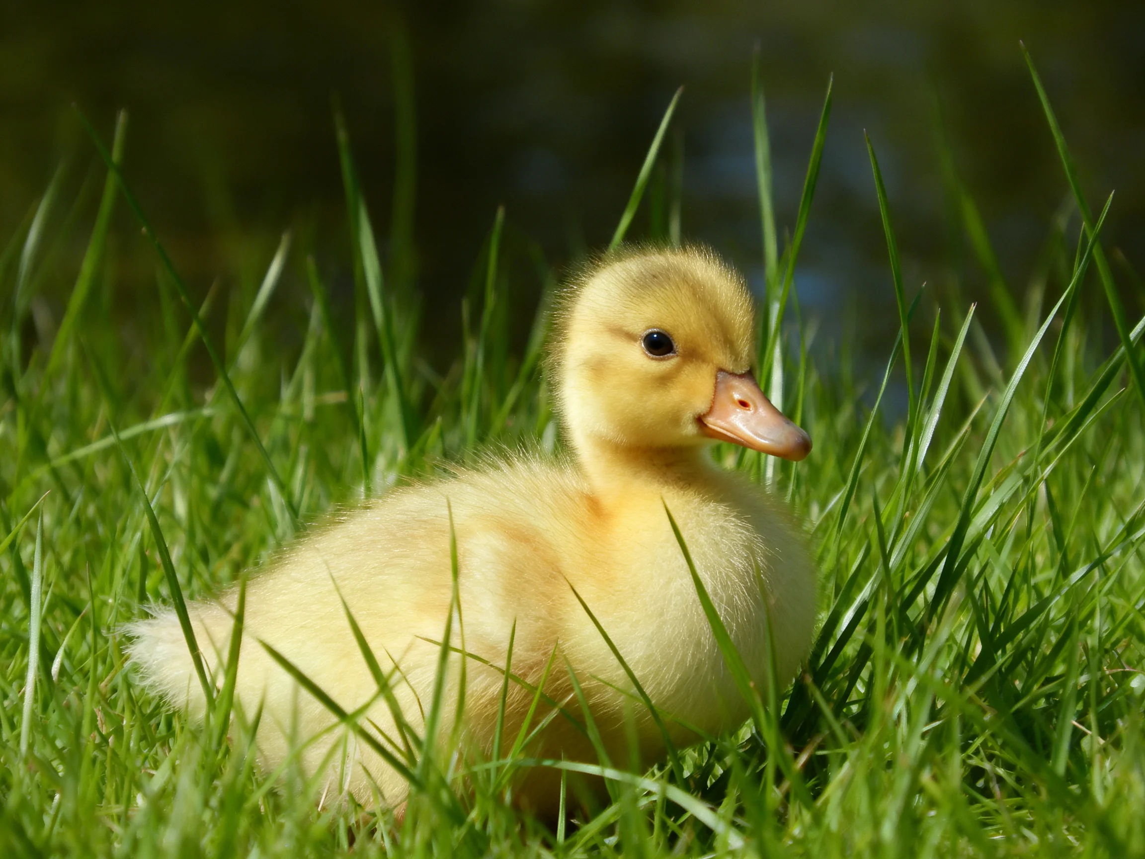 A fluffy yellow duckling nestled among tall green grass