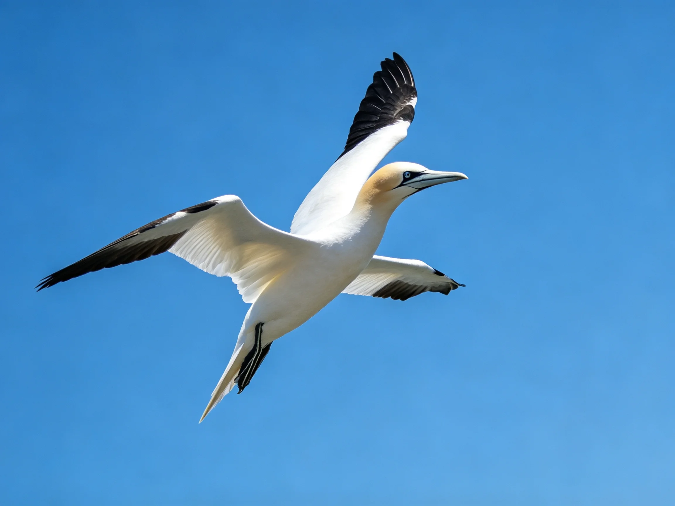 A gannet soars with outstretched wings against clear blue sky