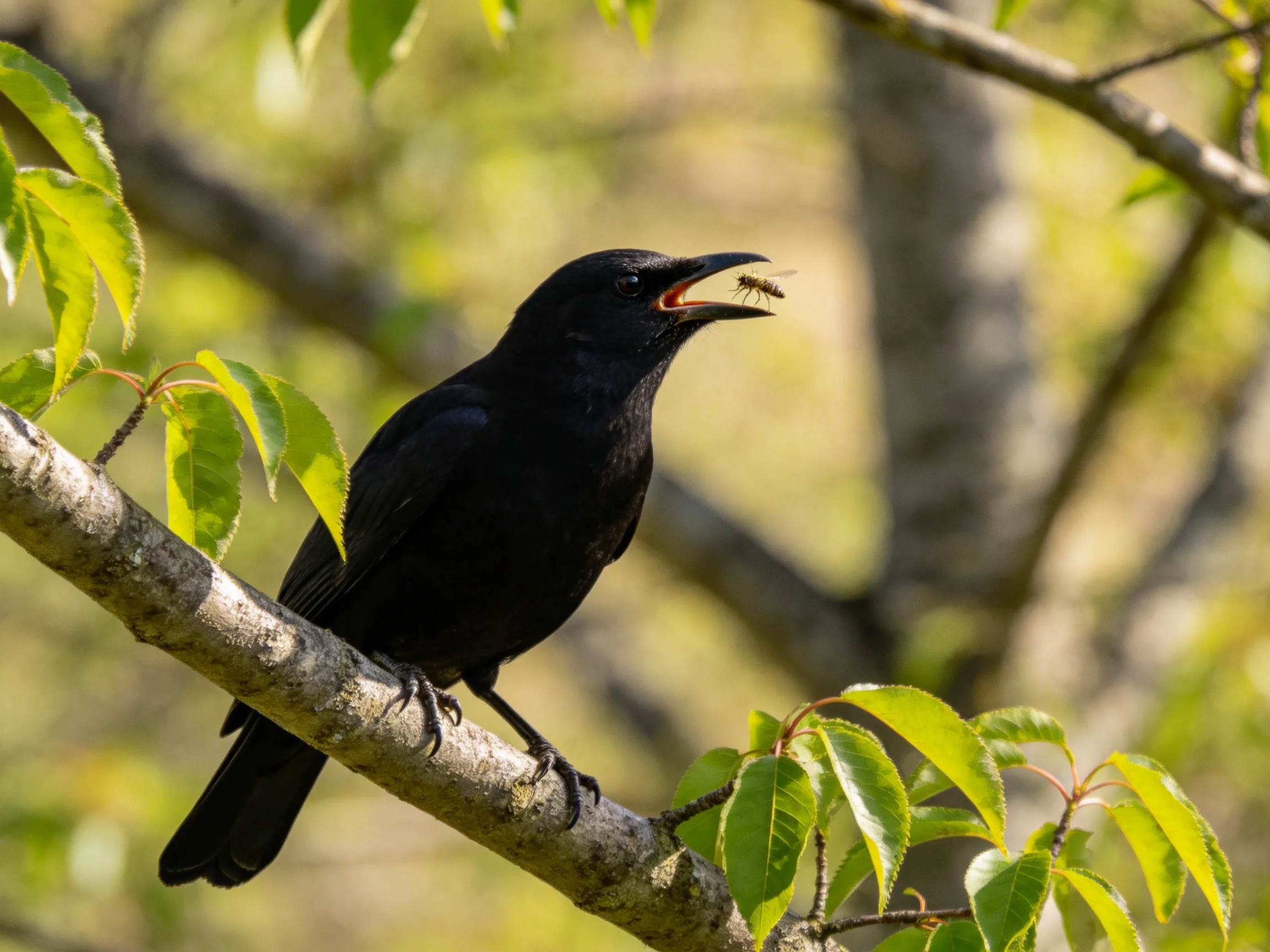A glossy black bird perched on a tree branch with an insect