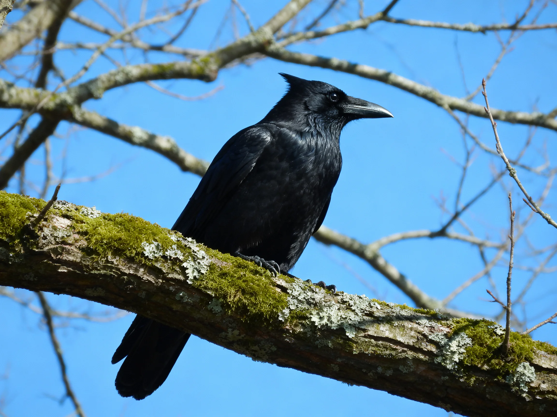 A glossy black bird perches on a mossy tree branch
