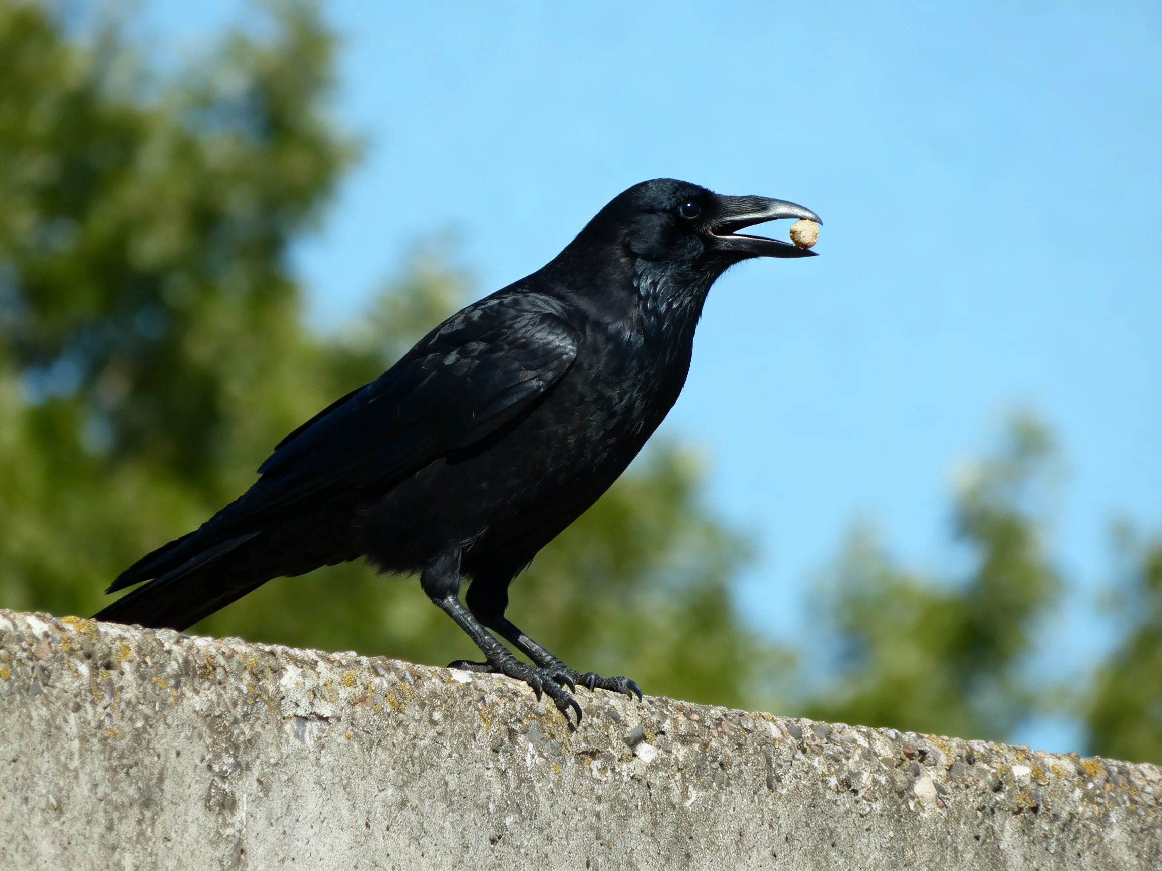 A glossy black crow carries food while standing on a weathered concrete surface.