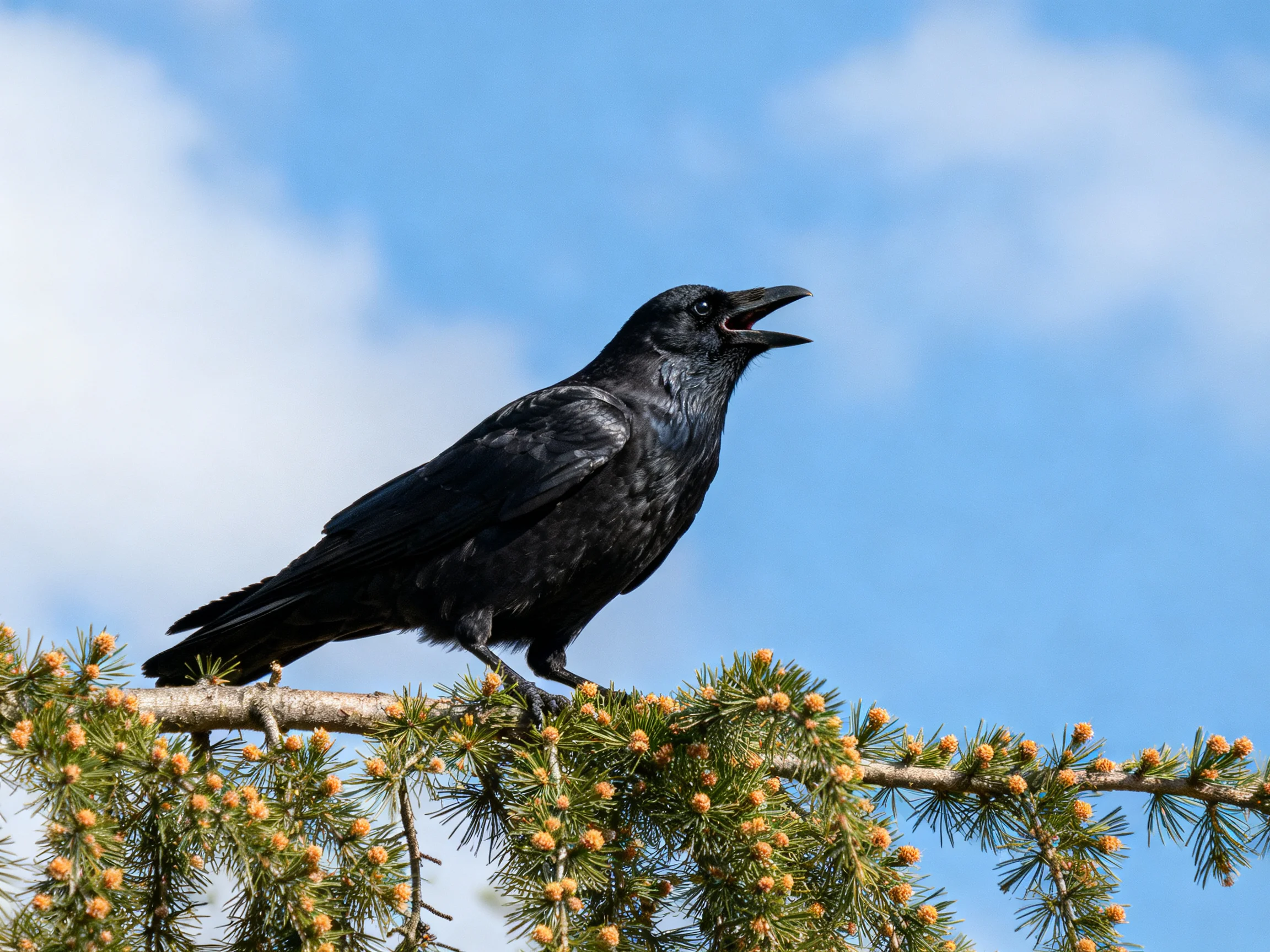 A glossy black crow perches on a coniferous branch under a bright blue sky