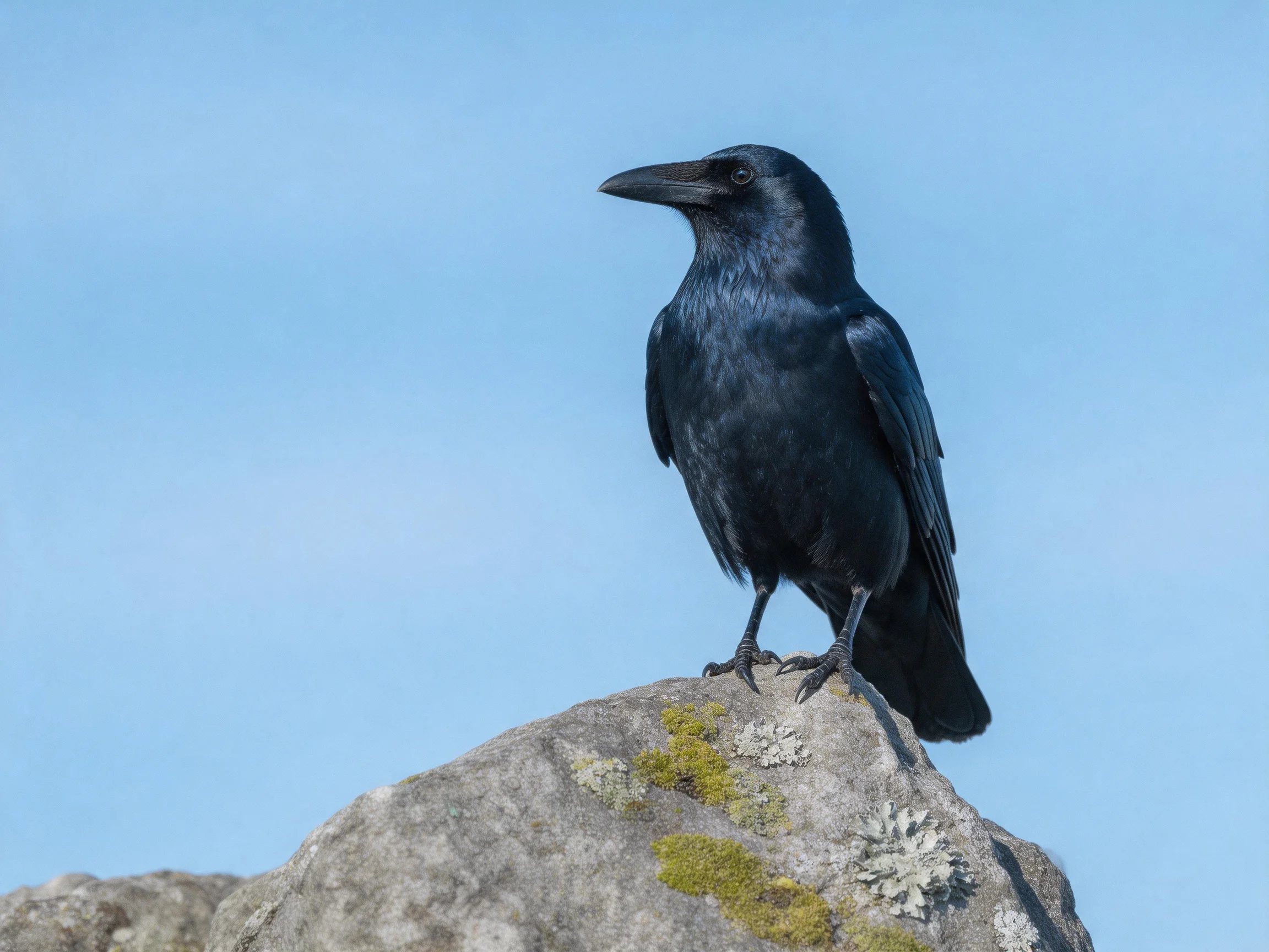 A glossy black crow perches on a mossy, lichen-covered stone beneath a clear blue sky