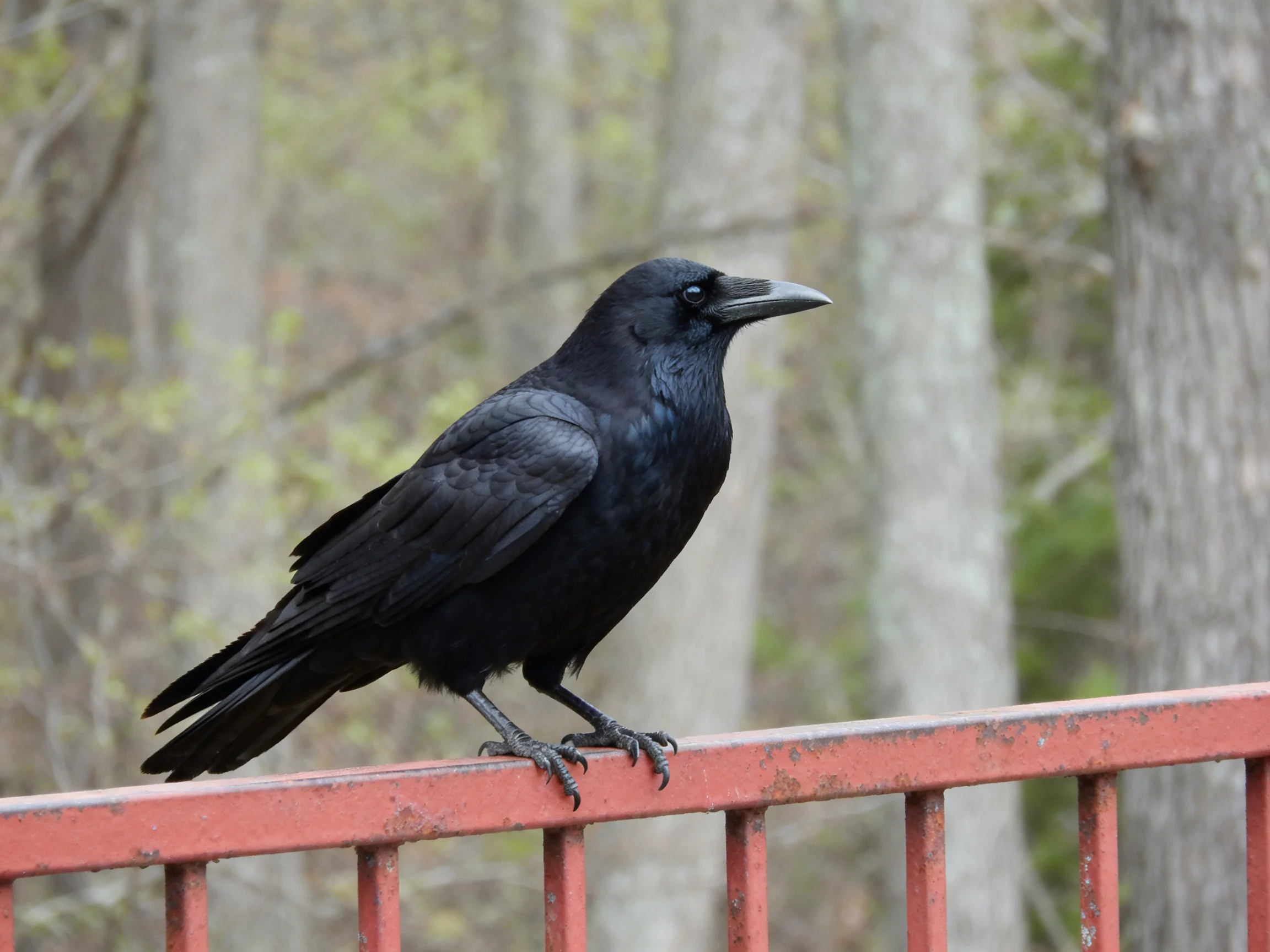 A glossy black crow perches on a weathered red railing with forest trees