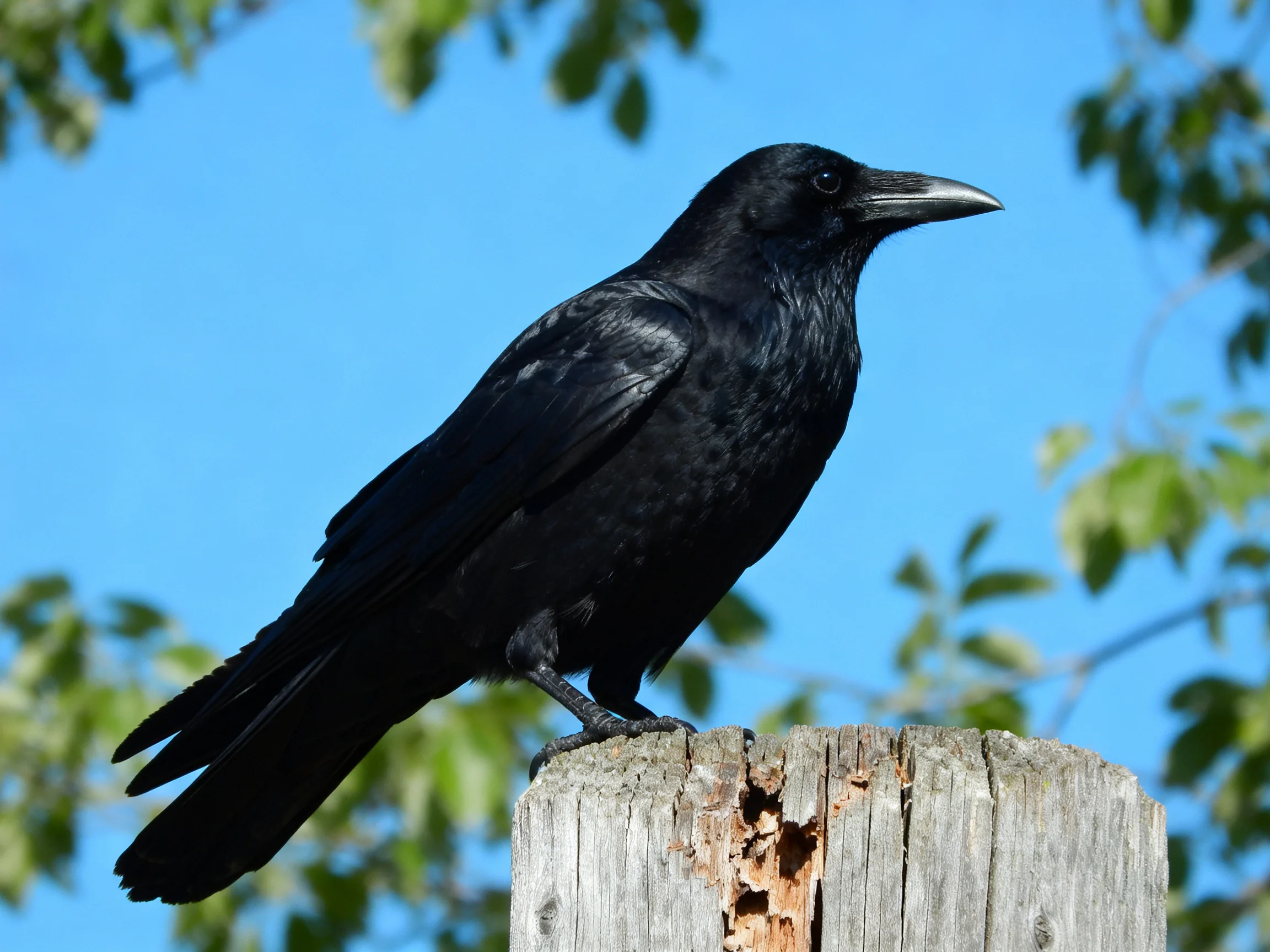 A glossy black crow perches on a weathered wooden post under clear blue sky