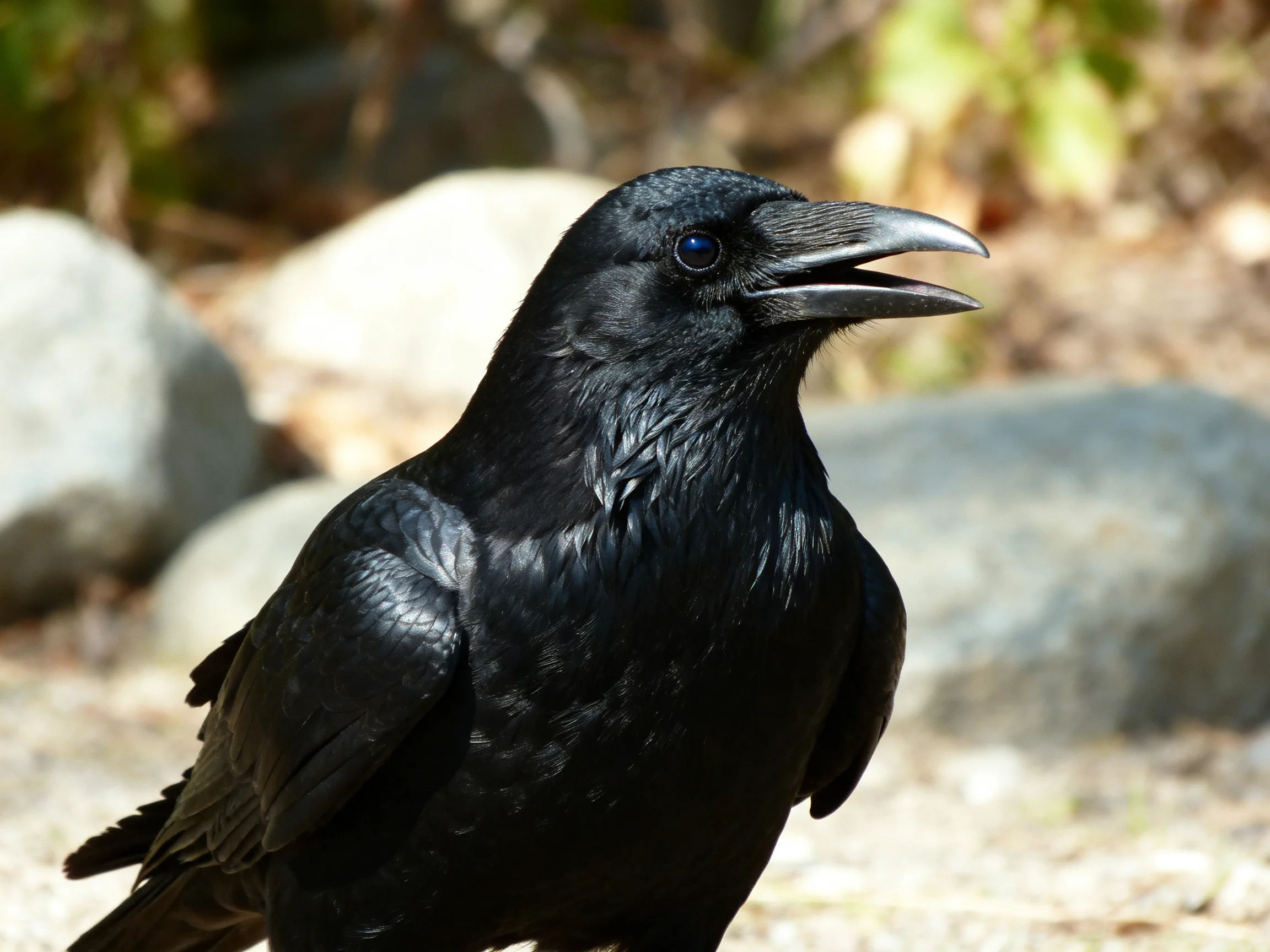 A glossy black crow with sharp beak near large rocks
