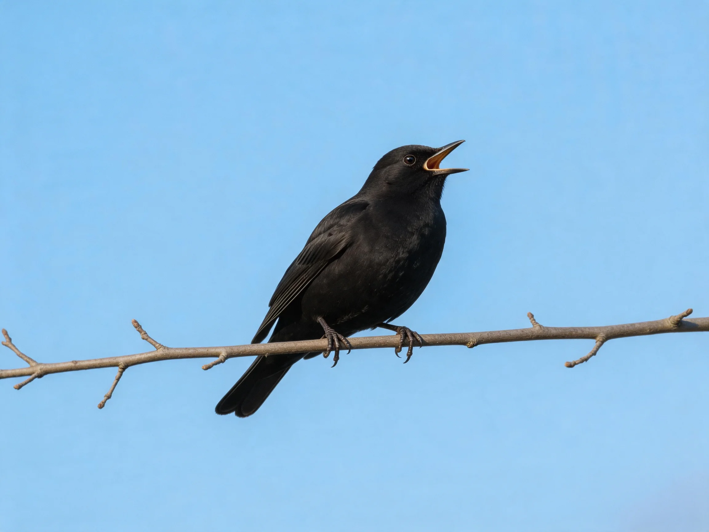 A glossy blackbird perches on a bare tree branch under clear blue sky