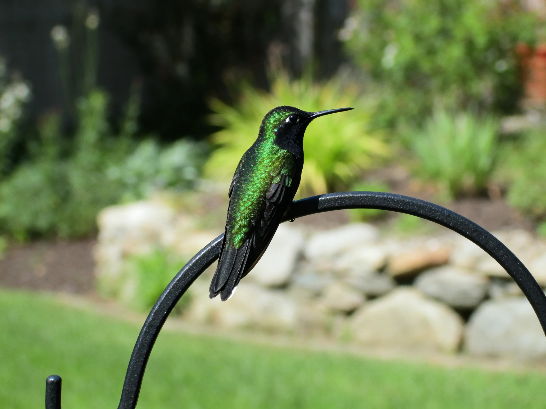 A glossy green and black hummingbird perches on a curved metal stand in a landscaped garden