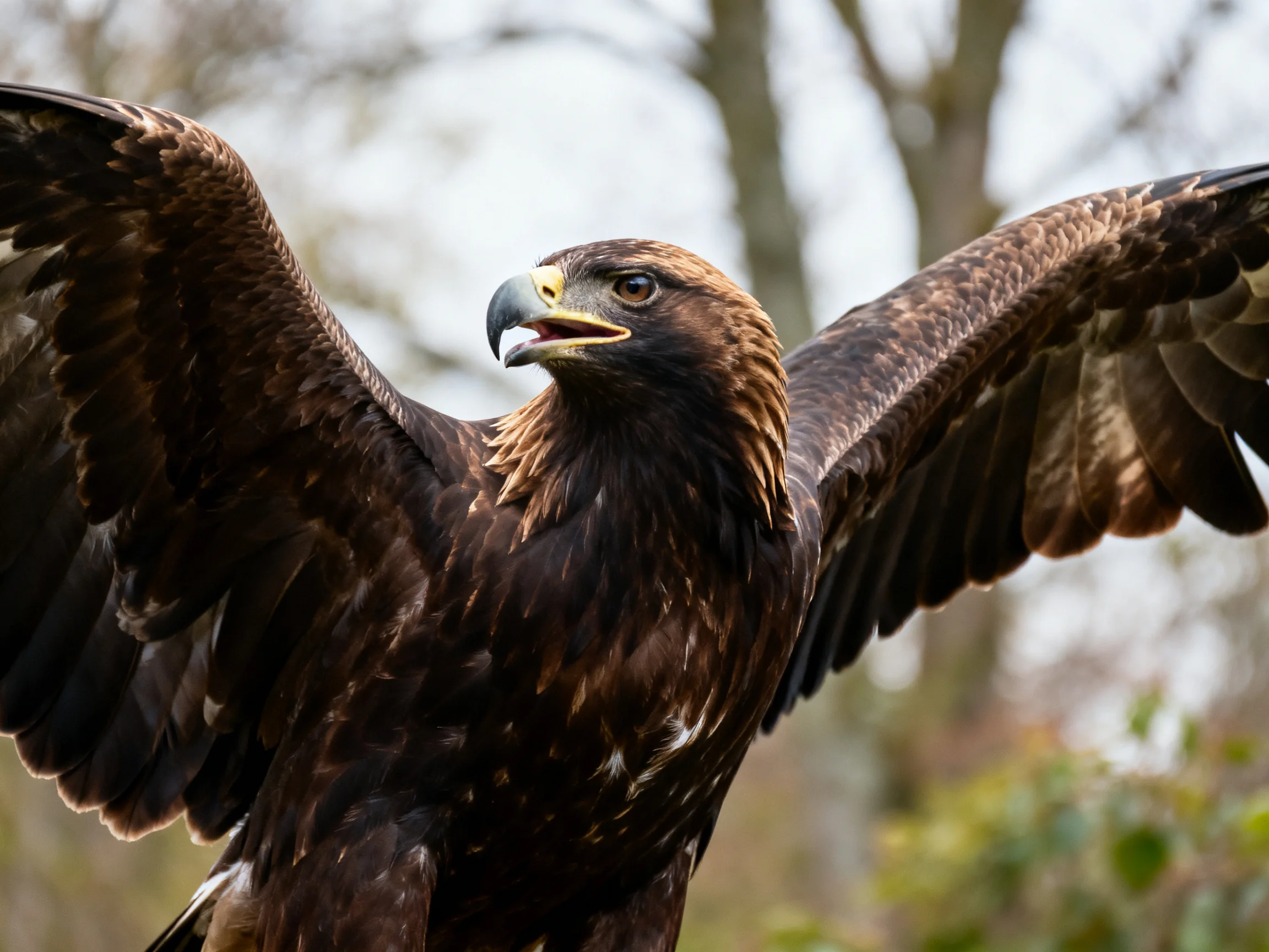 A golden eagle spreads wide wings with dark brown plumage