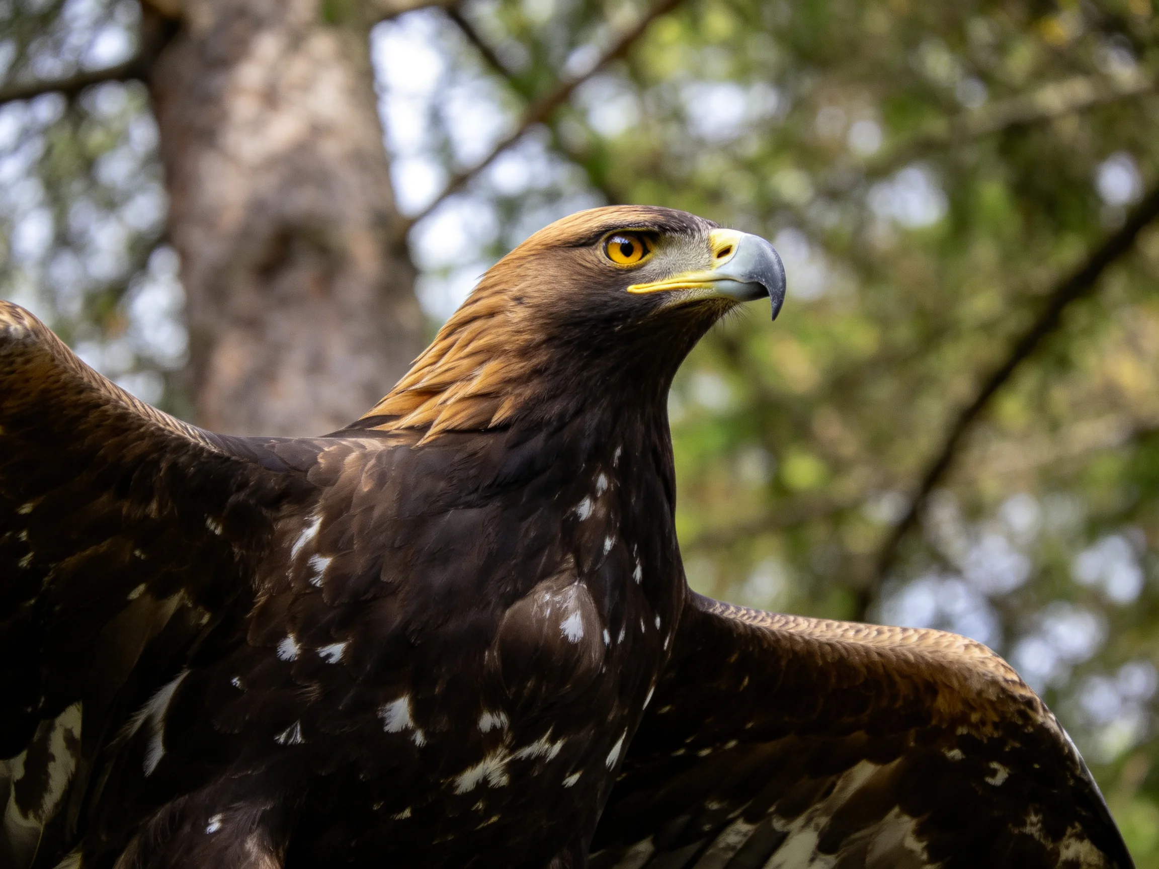 A golden eagle with brown and white plumage in a forest setting