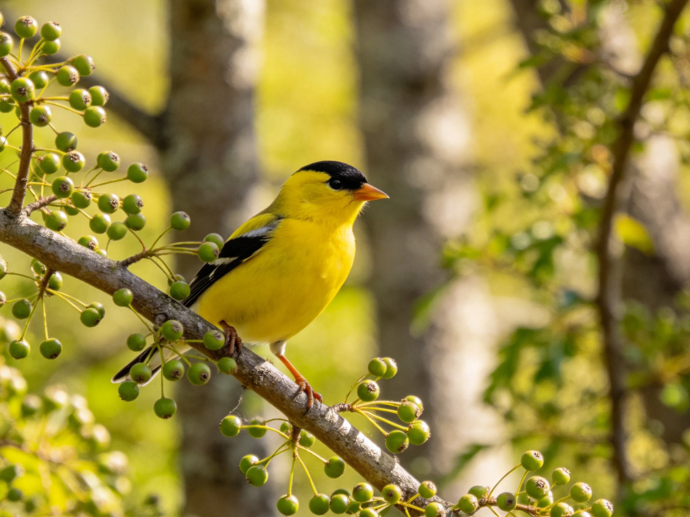 A golden finch perches on a branch with green berries