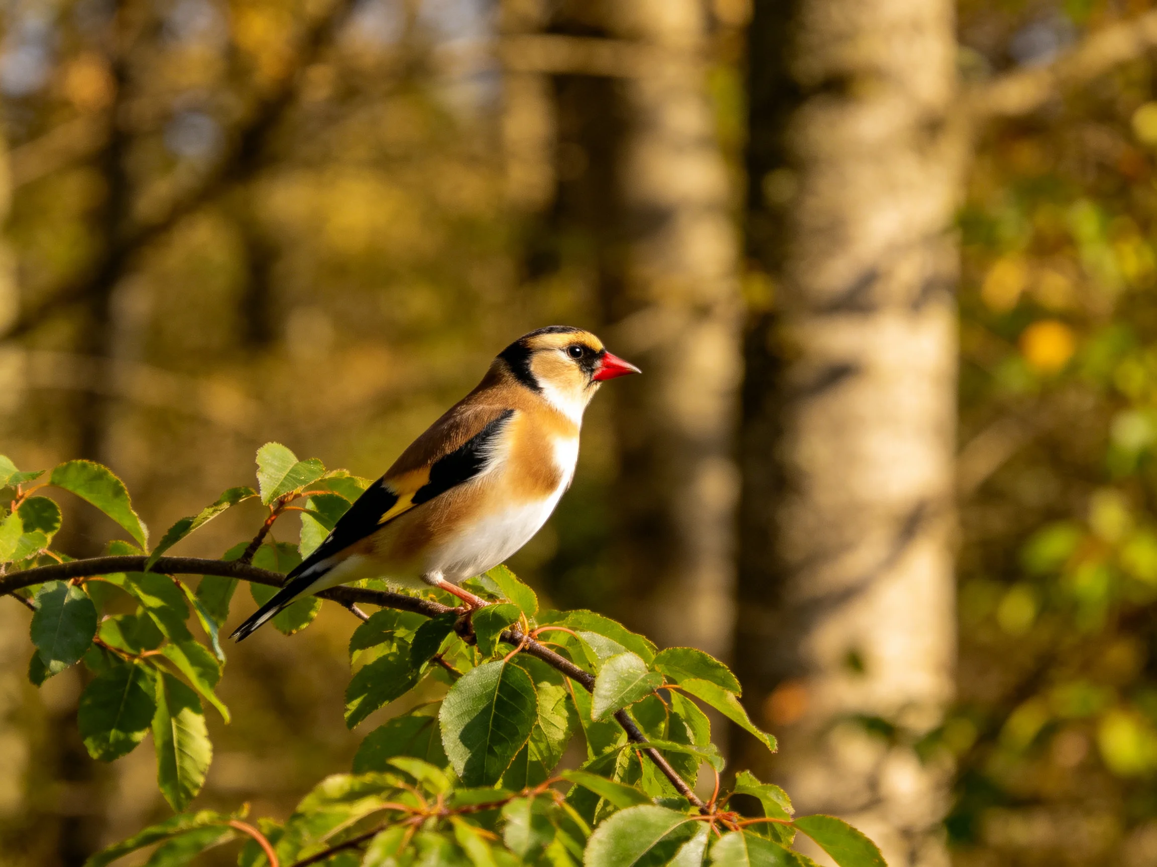 A goldfinch perches on a branch amidst greenery in a sunlit forest