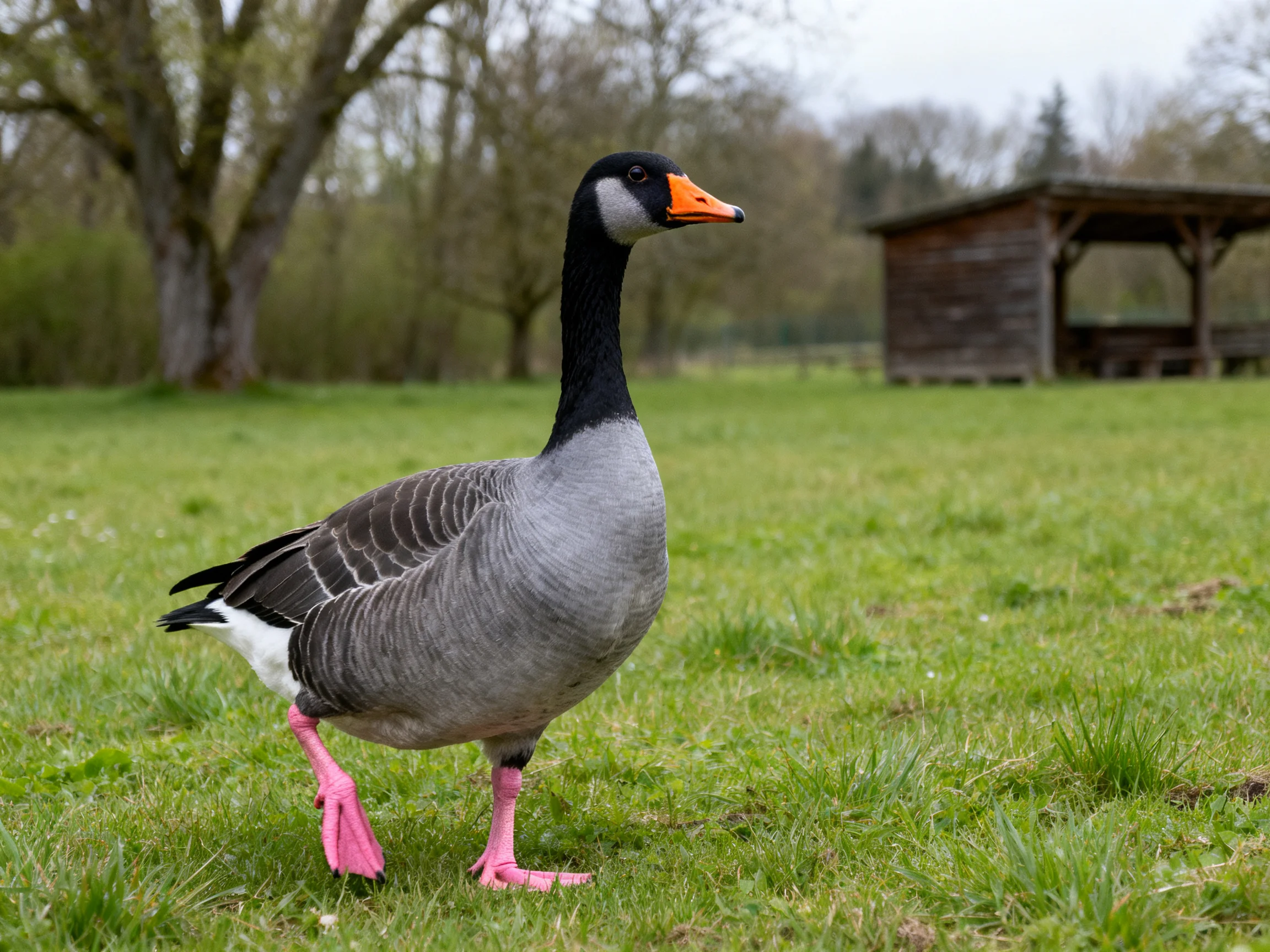 A goose with gray plumage and pink legs in a grassy field