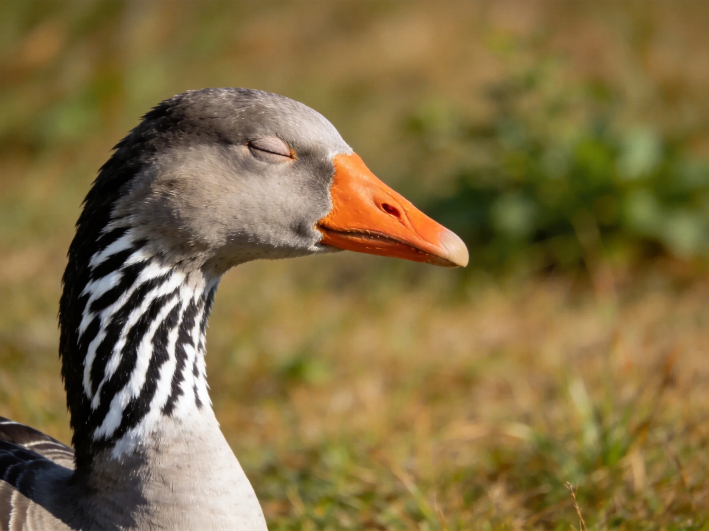A goose with orange beak and striped neck resting outdoors