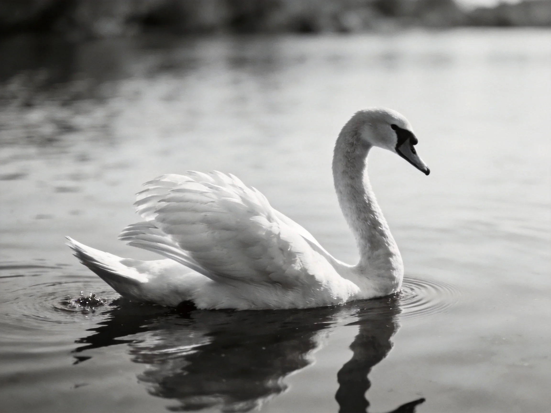A graceful swan gliding across calm water in monochrome