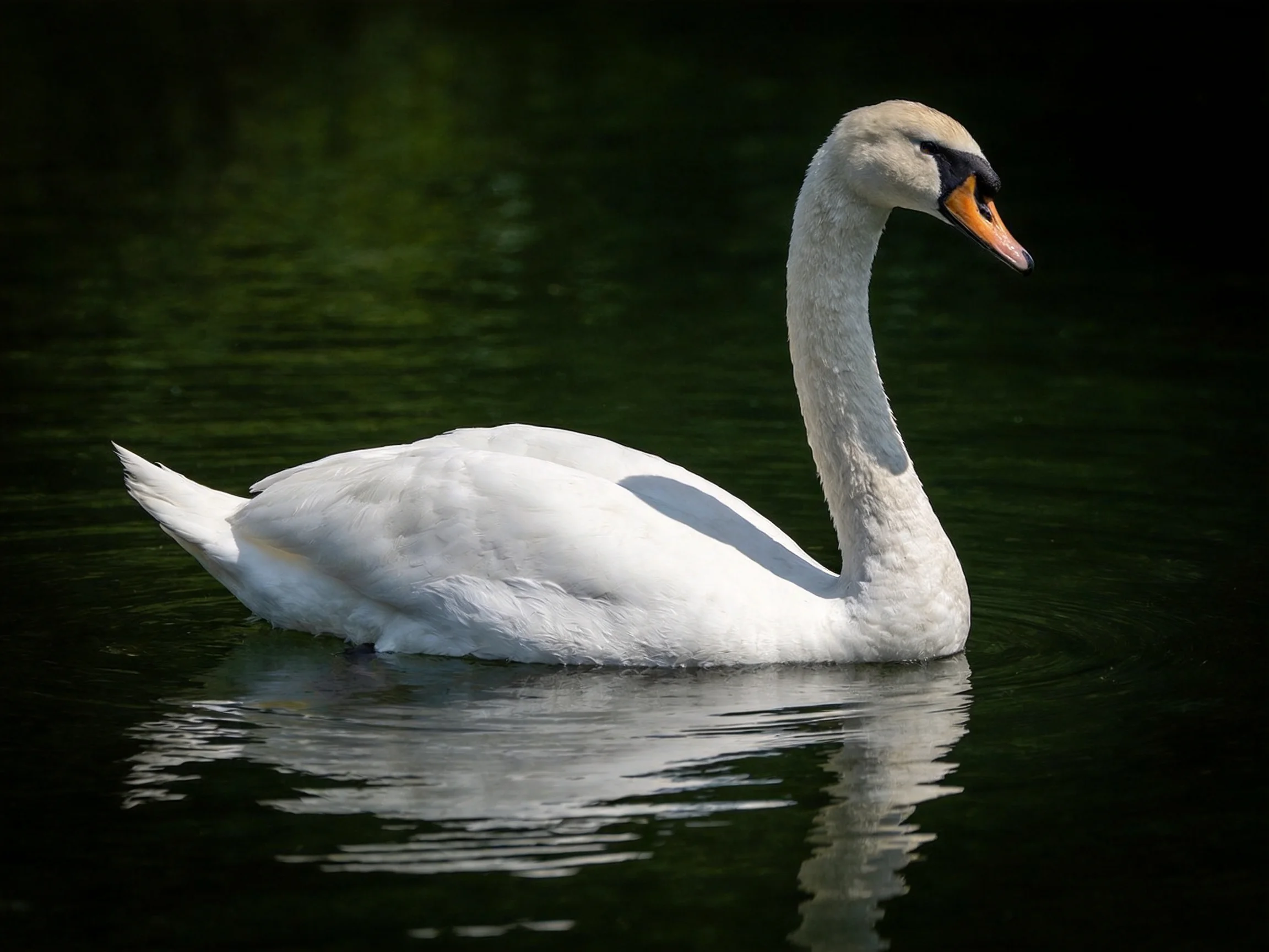 A graceful white swan glides on dark green water
